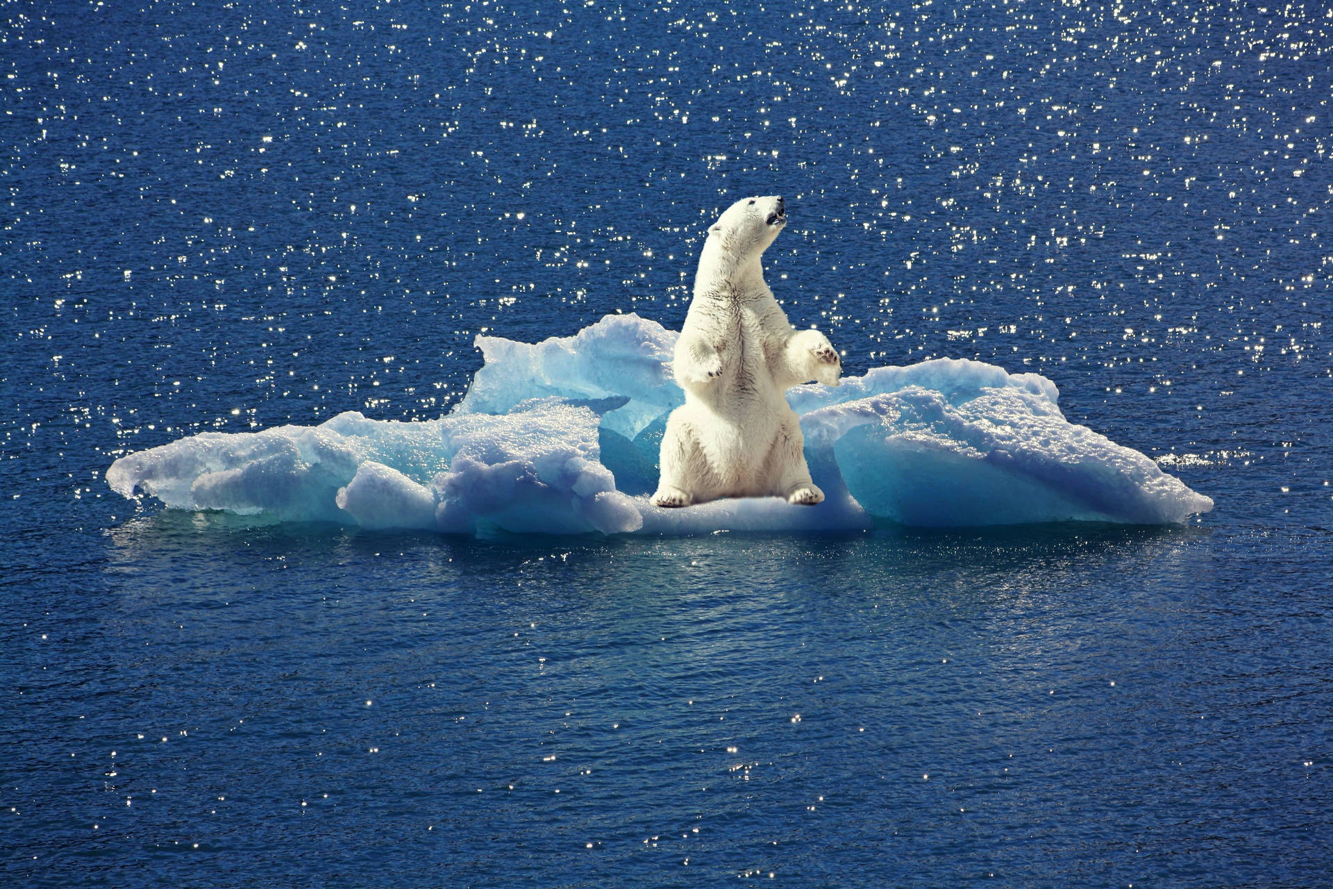 Polar Bear In Freezing Temperature Background
