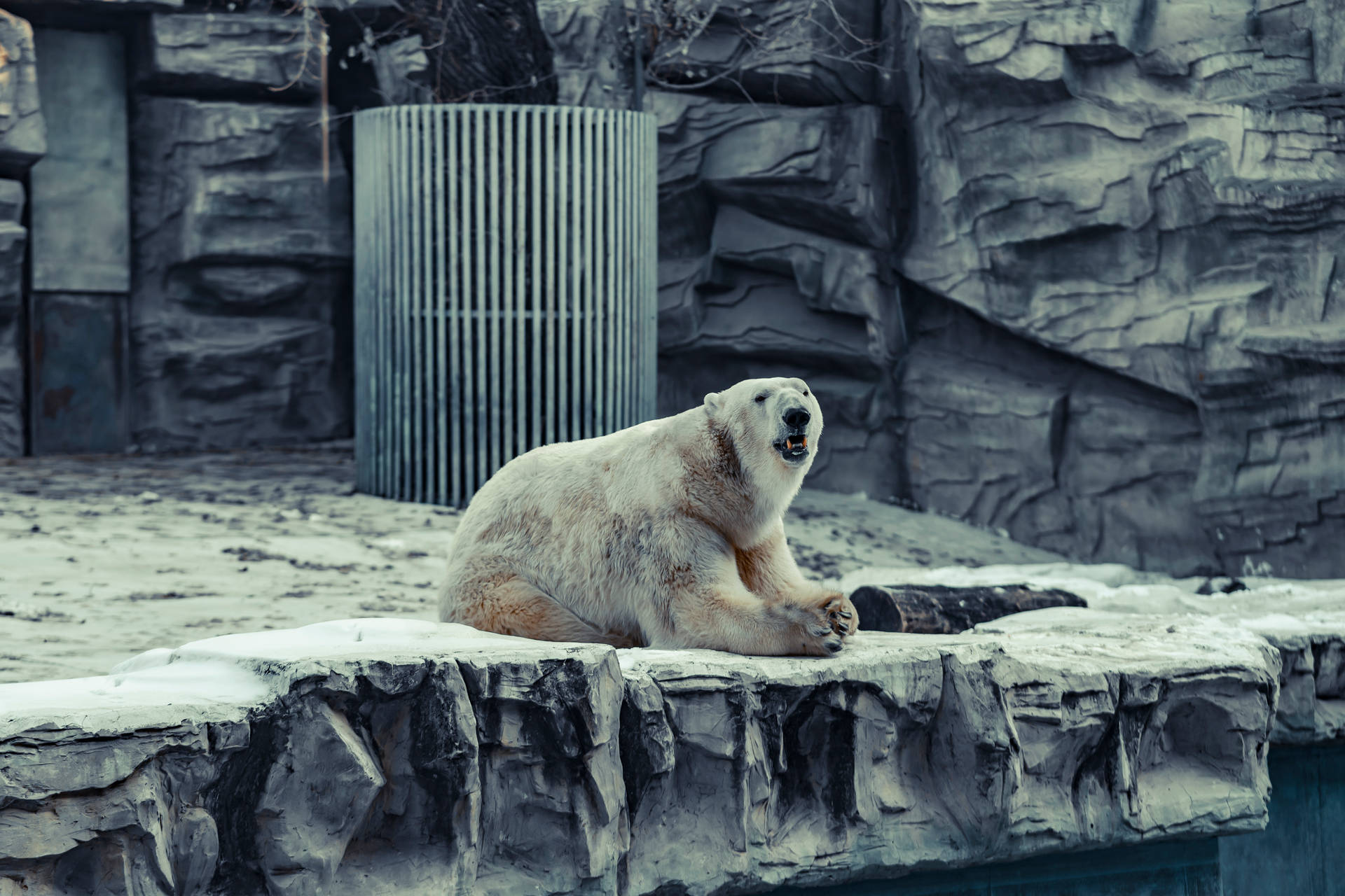 Polar Bear In Shelter Background