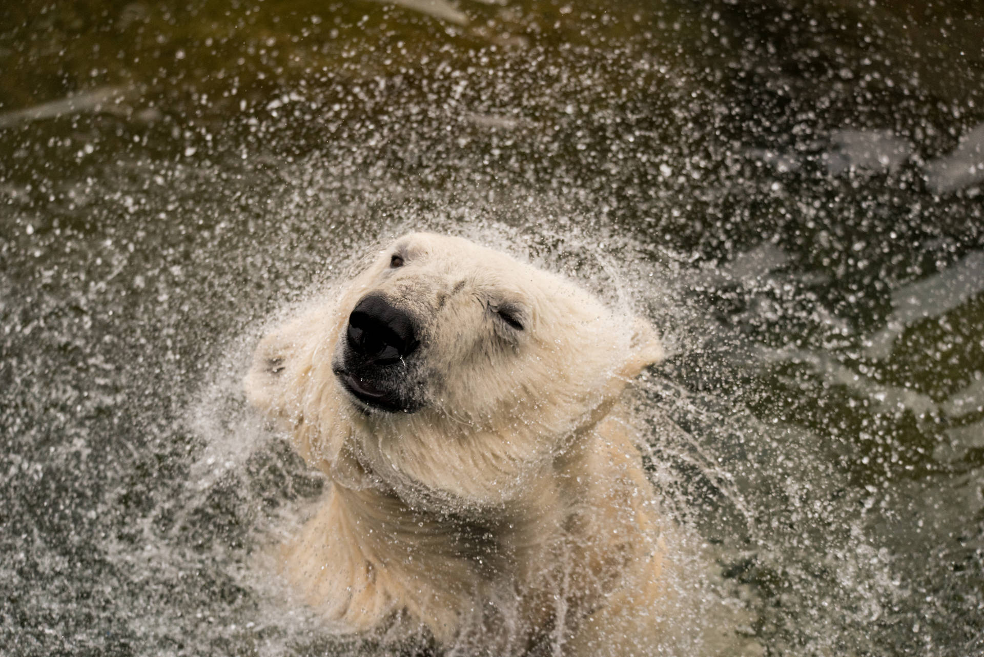 Polar Bear In Water Background