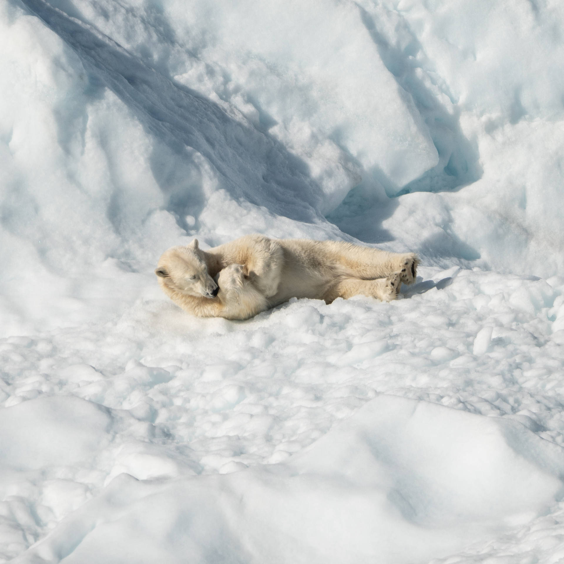 Polar Bear Lying On White Snow Background
