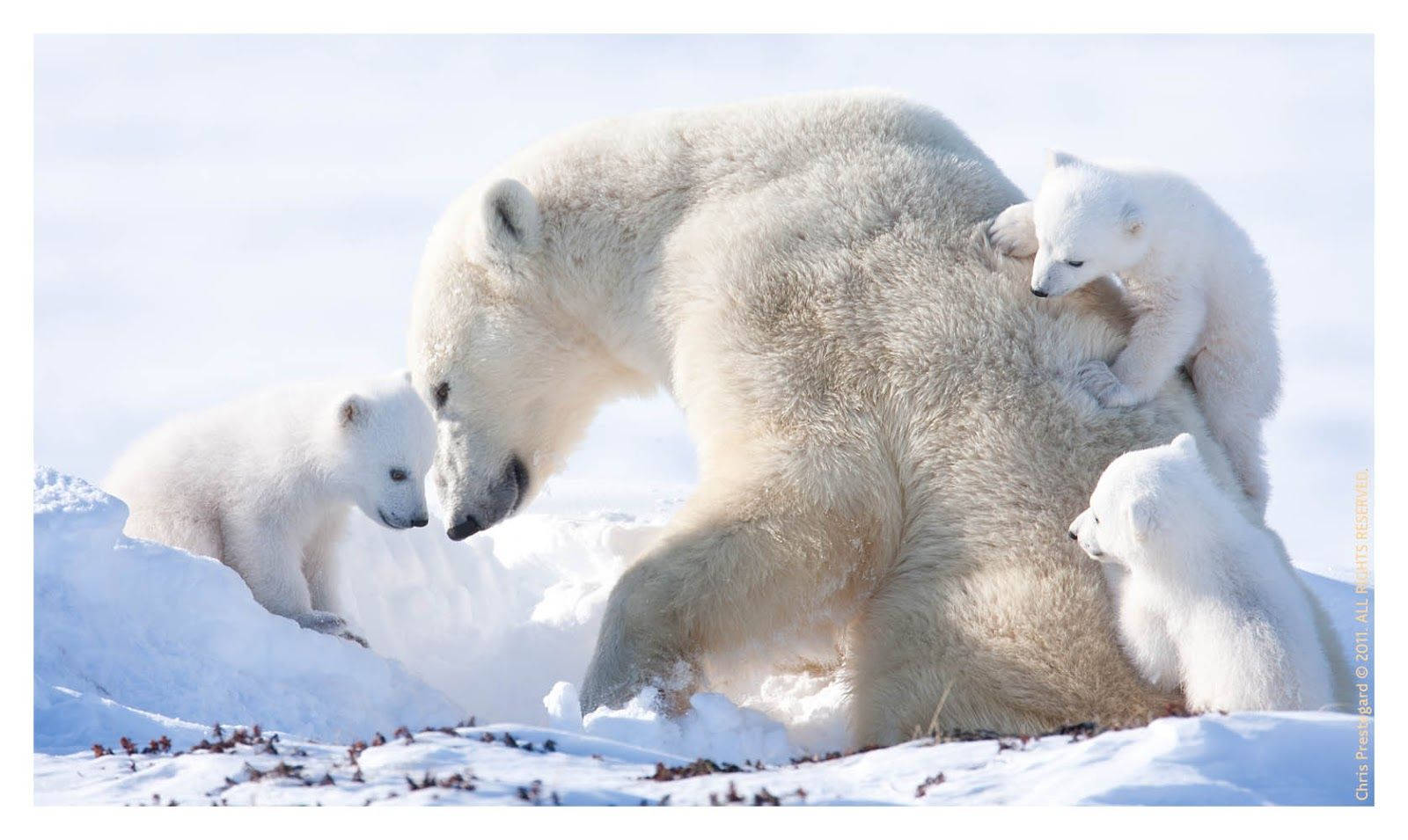 Polar Bear Mother And Cubs Background