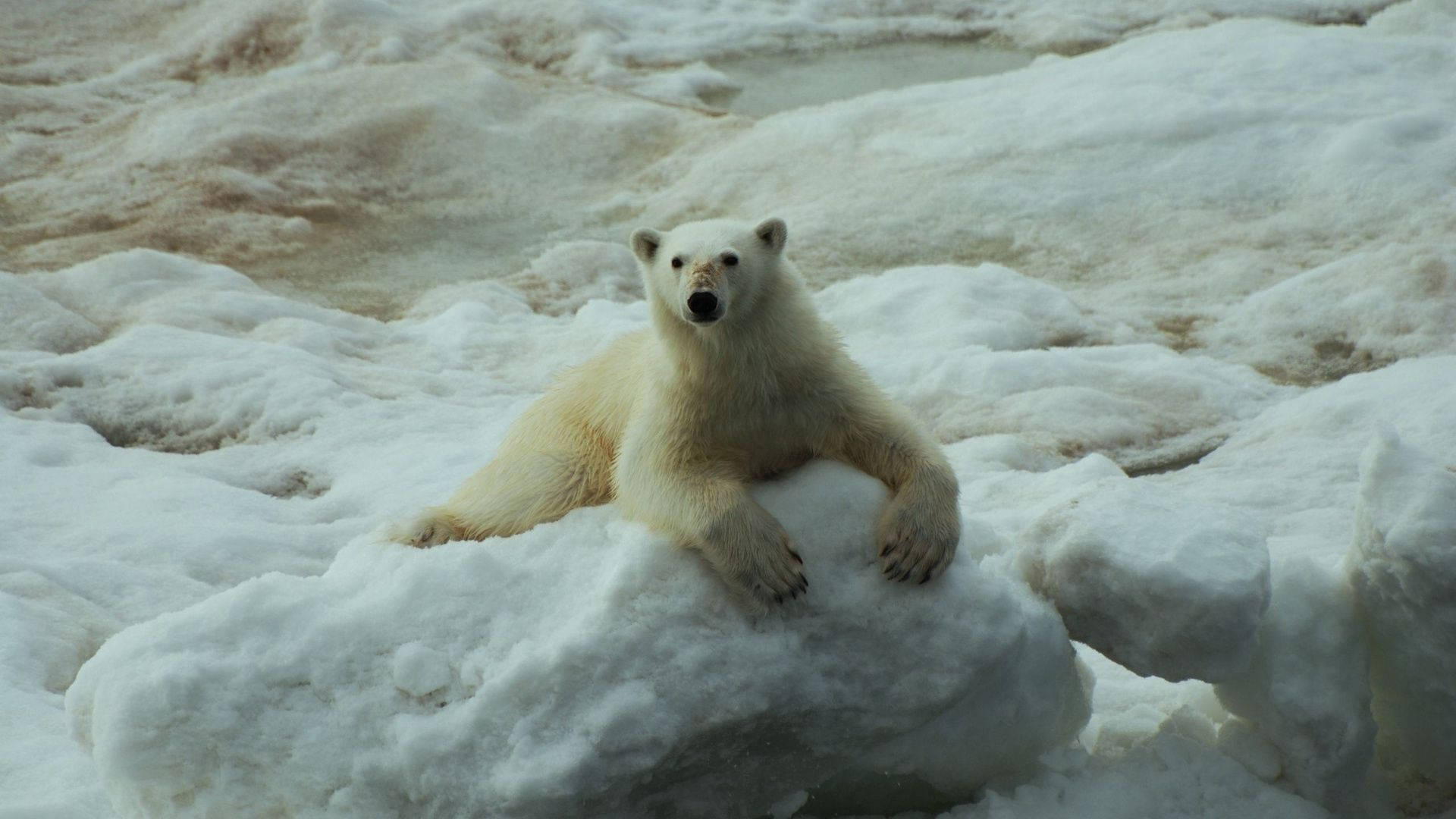 Polar Bear On A Snowy Floor Background