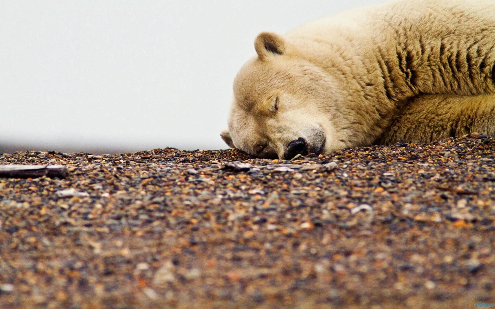 Polar Bear On Deep Sleep Background