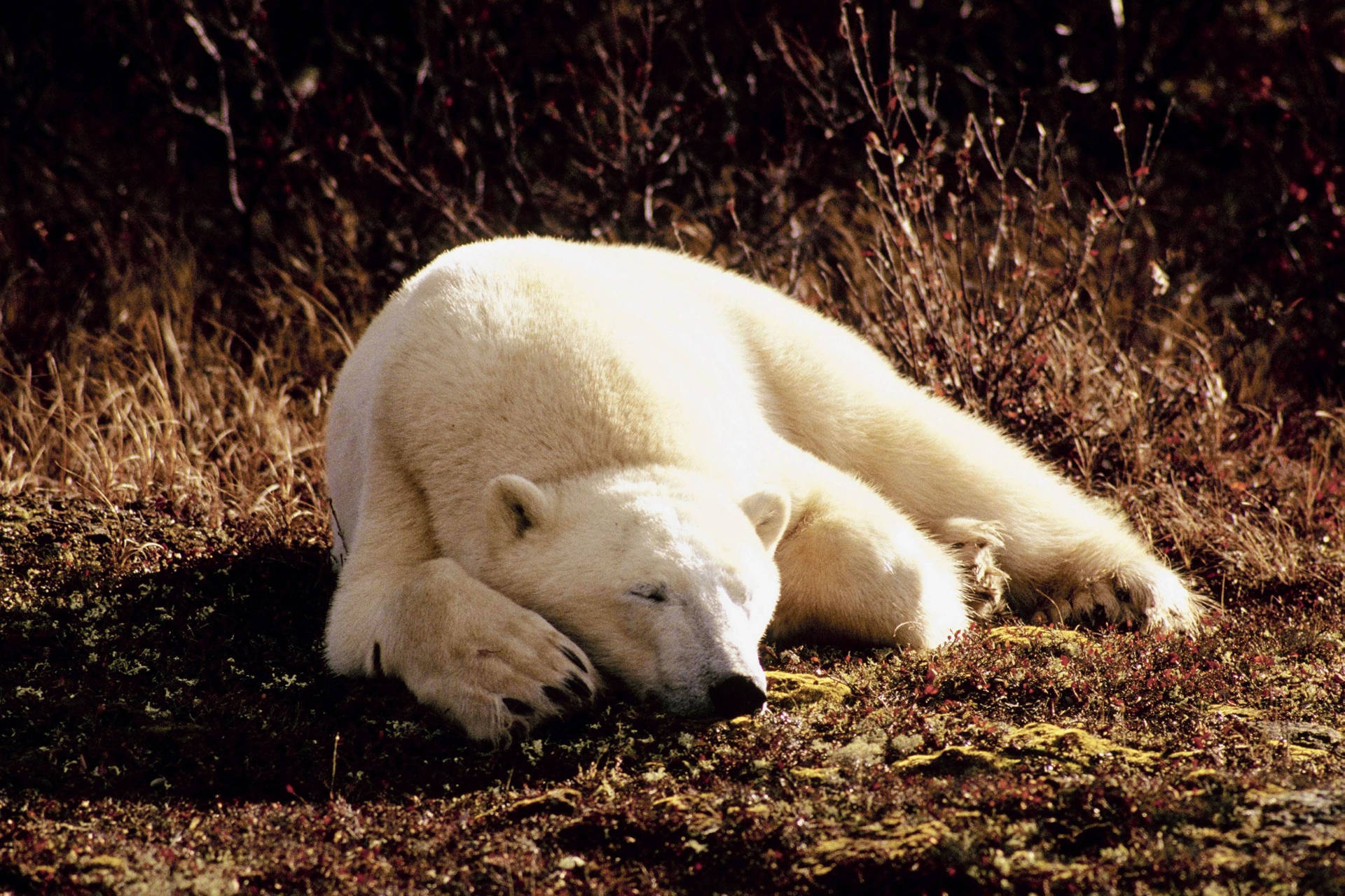 Polar Bear On Meadow Background