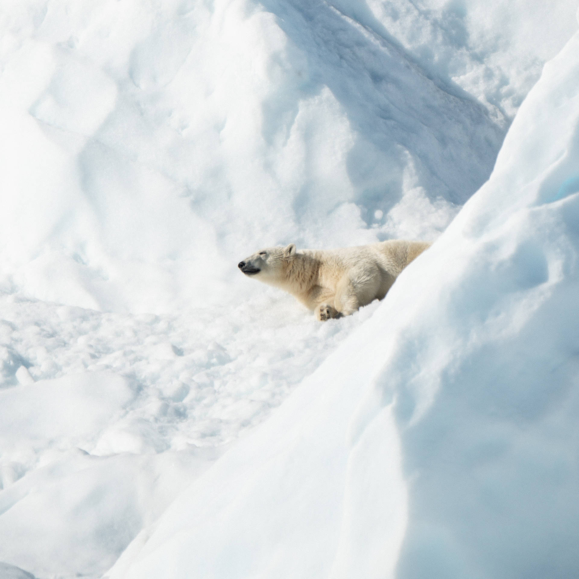 Polar Bear On Snow Ground Background