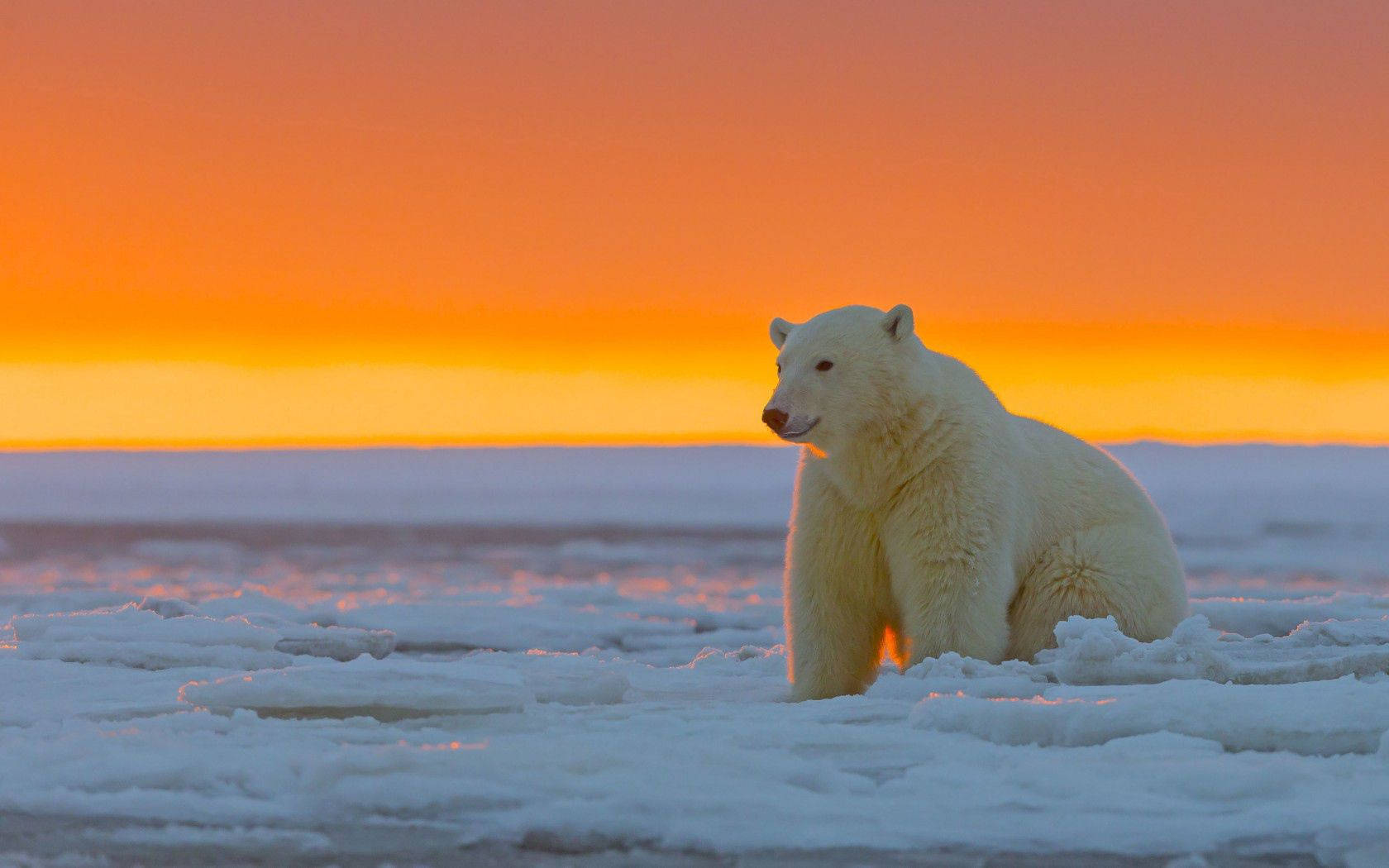 Polar Bear On Sunset Background