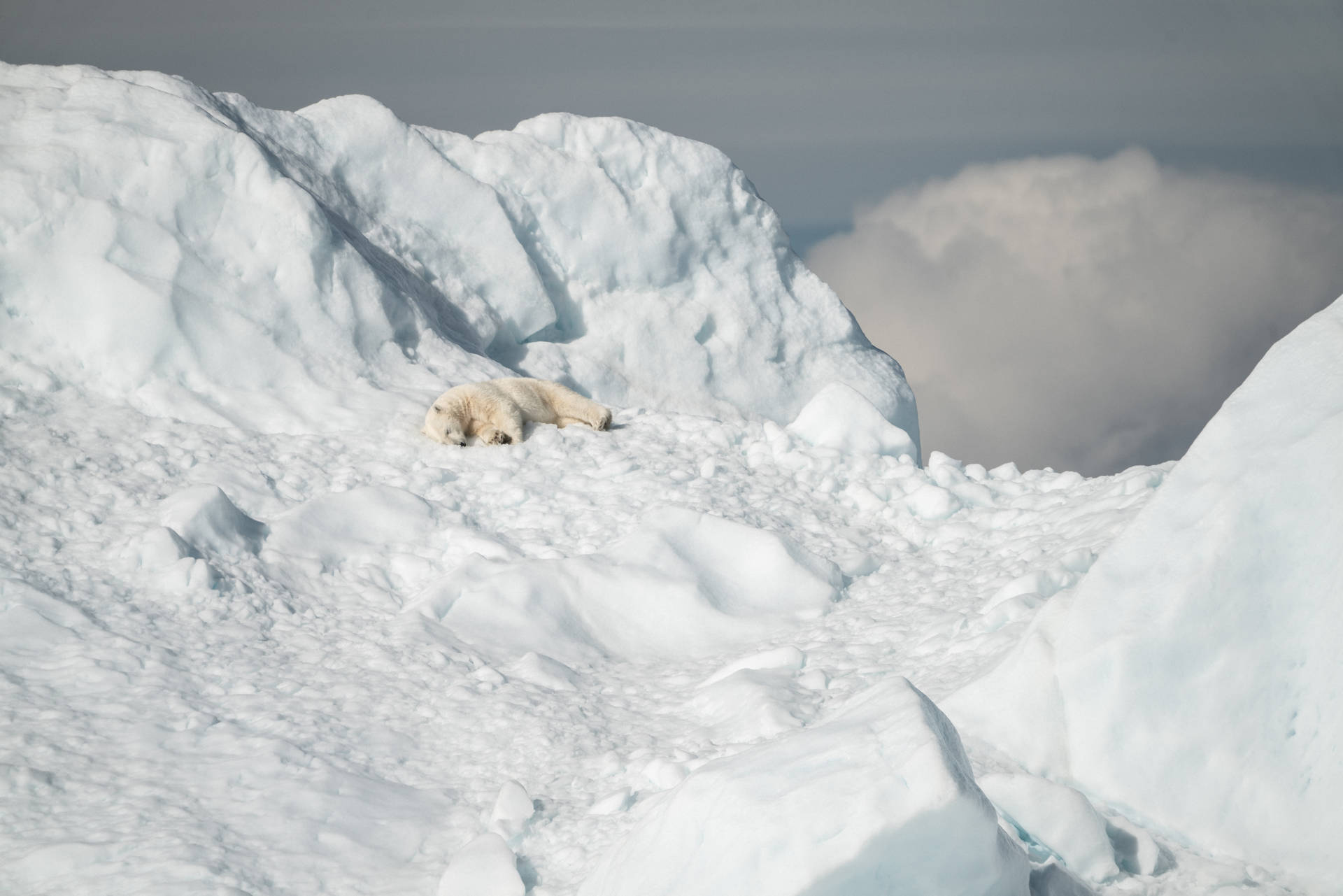 Polar Bear Sleeping On Snow Bed Background