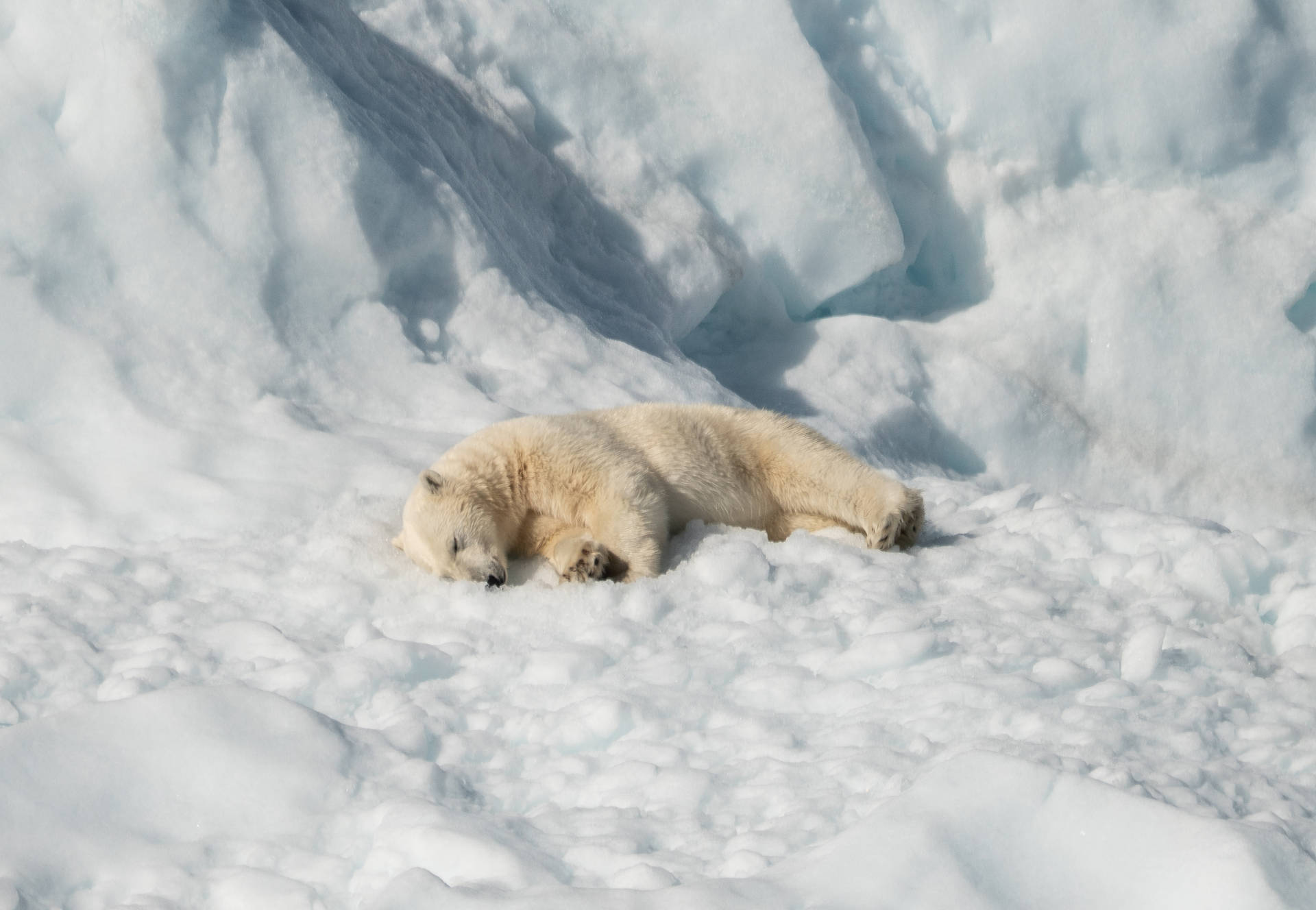 Polar Bear Sleeping On Snow Background