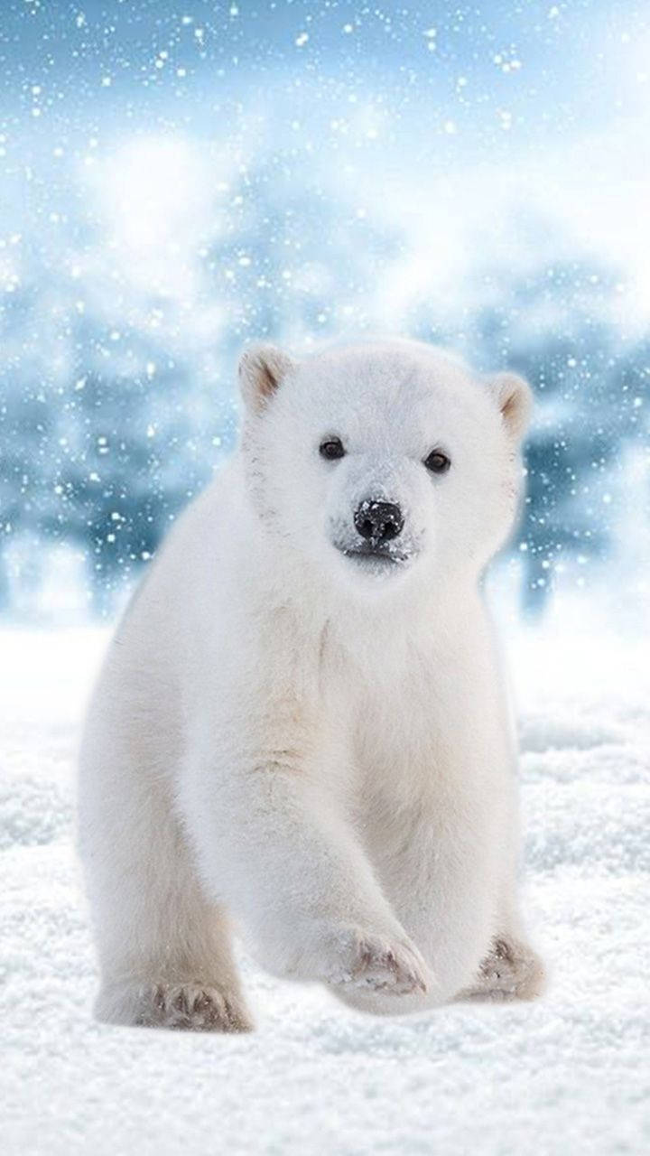 Polar Bear Snowflakes Background
