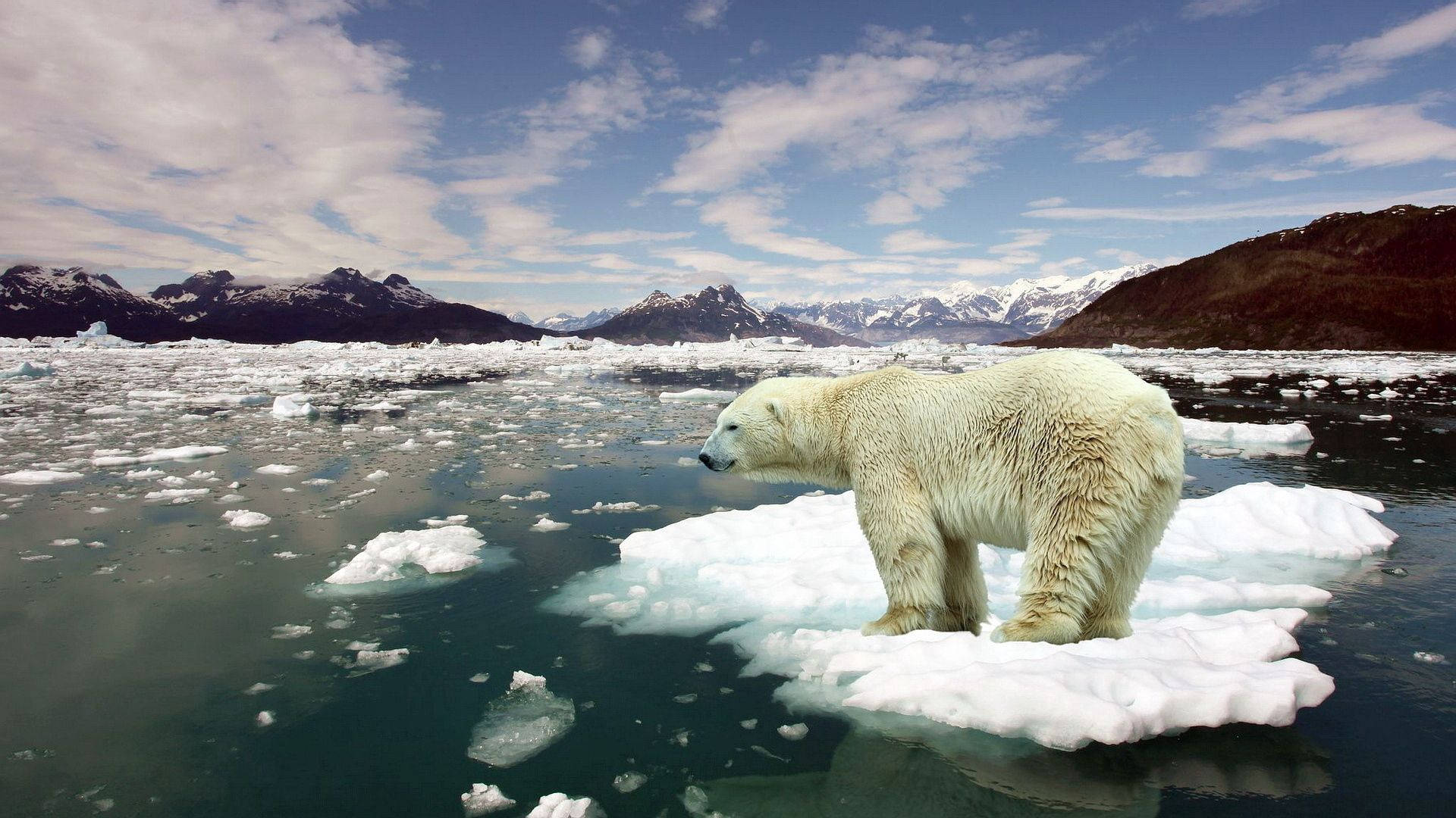 Polar Bear Stuck On Ice Background