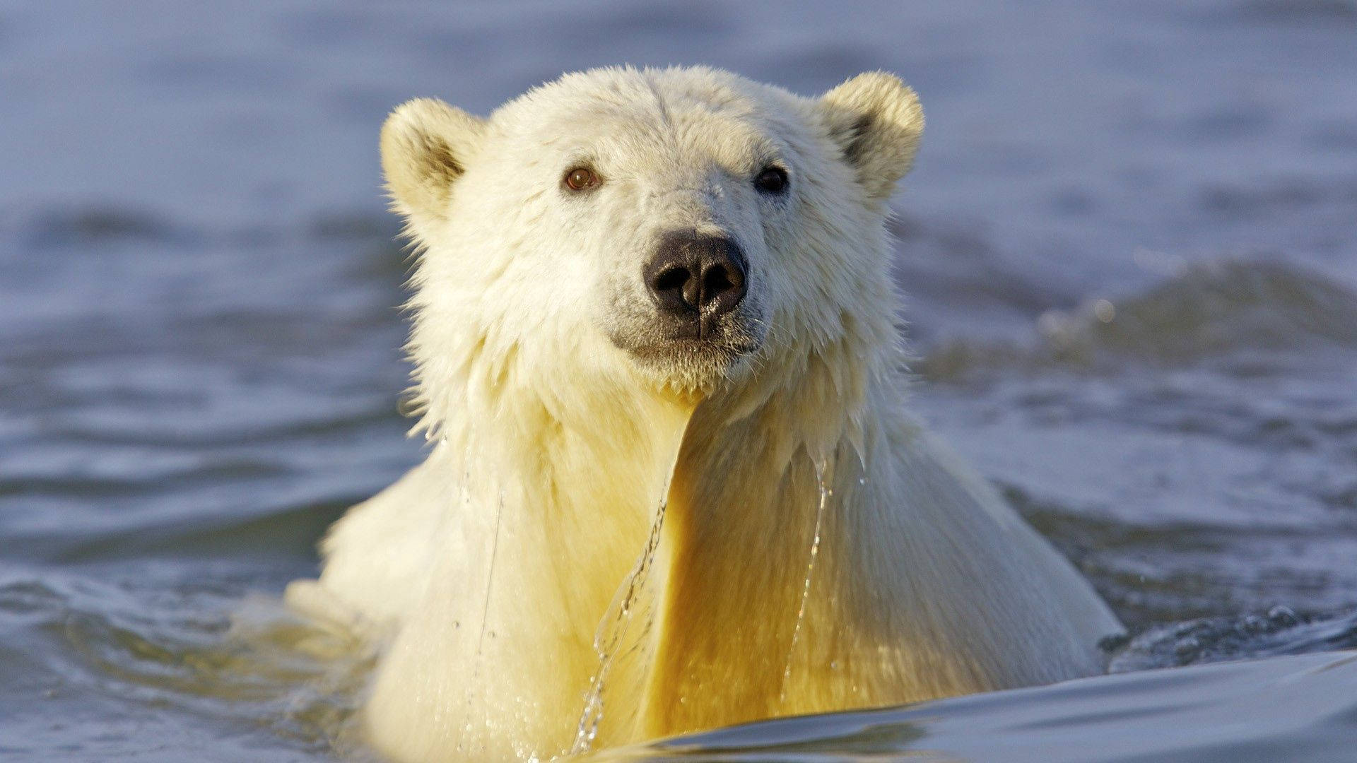 Polar Bear Swimming Background