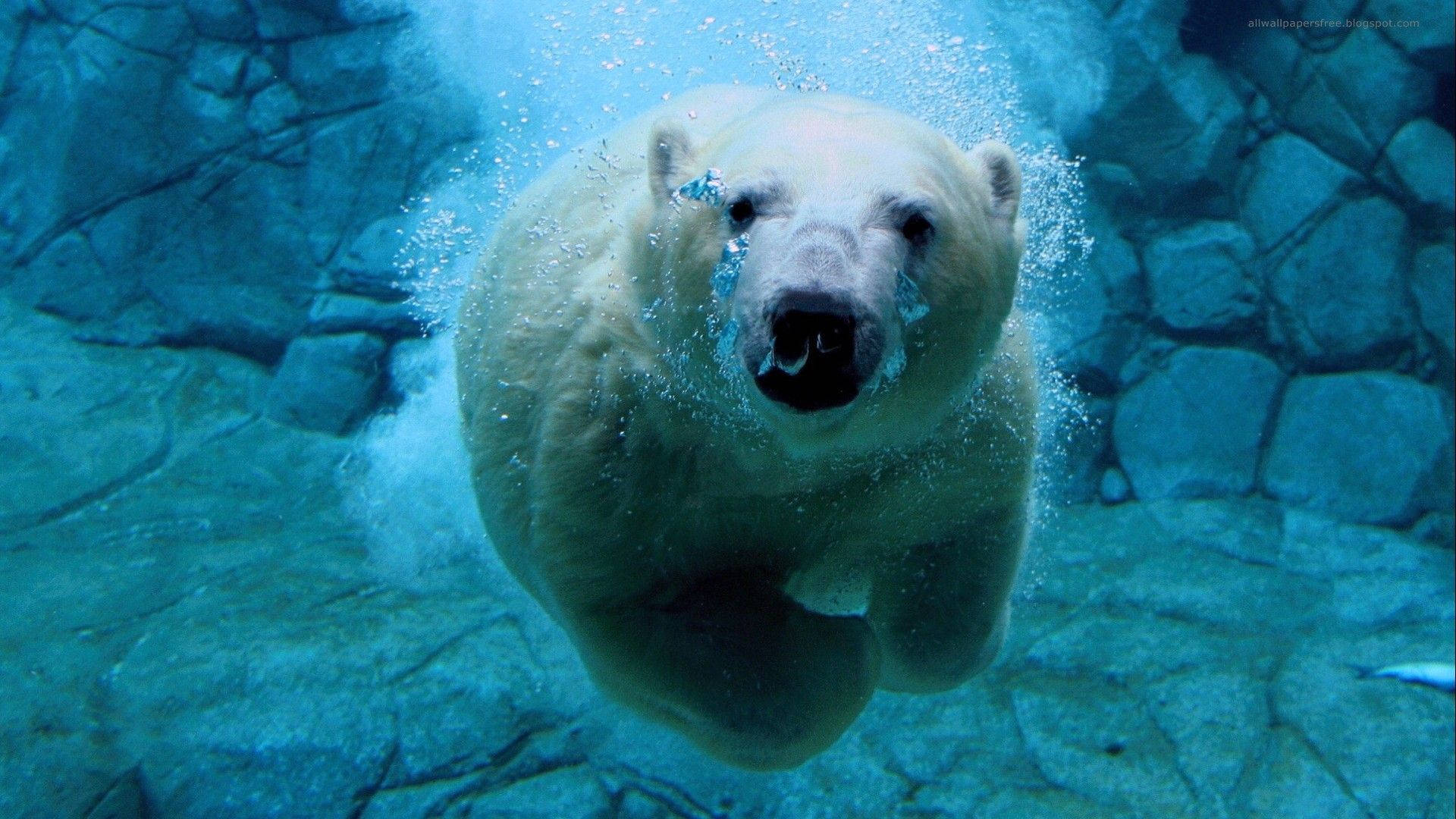 Polar Bear Underwater Background