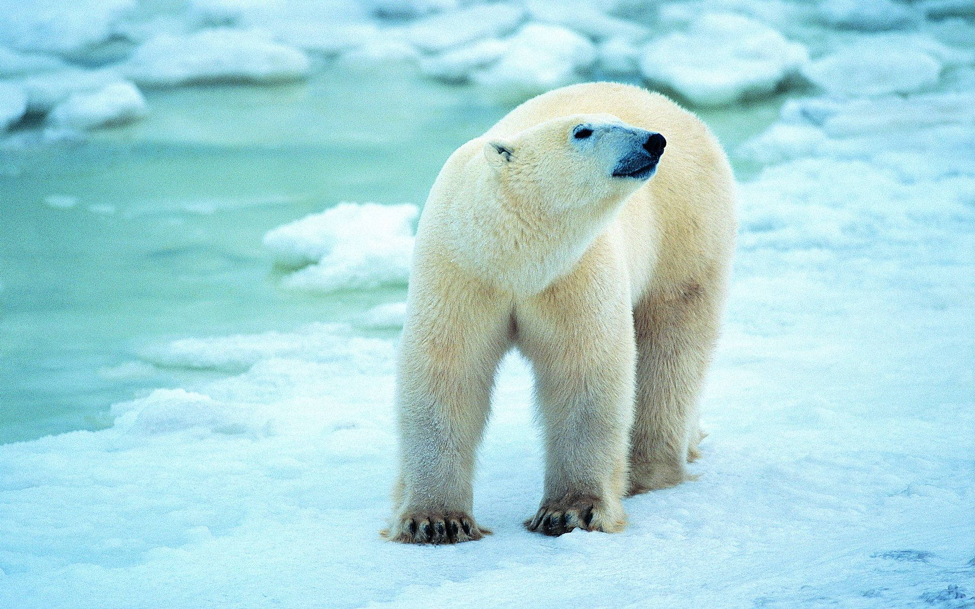Polar Bear Walking In Antarctica Background