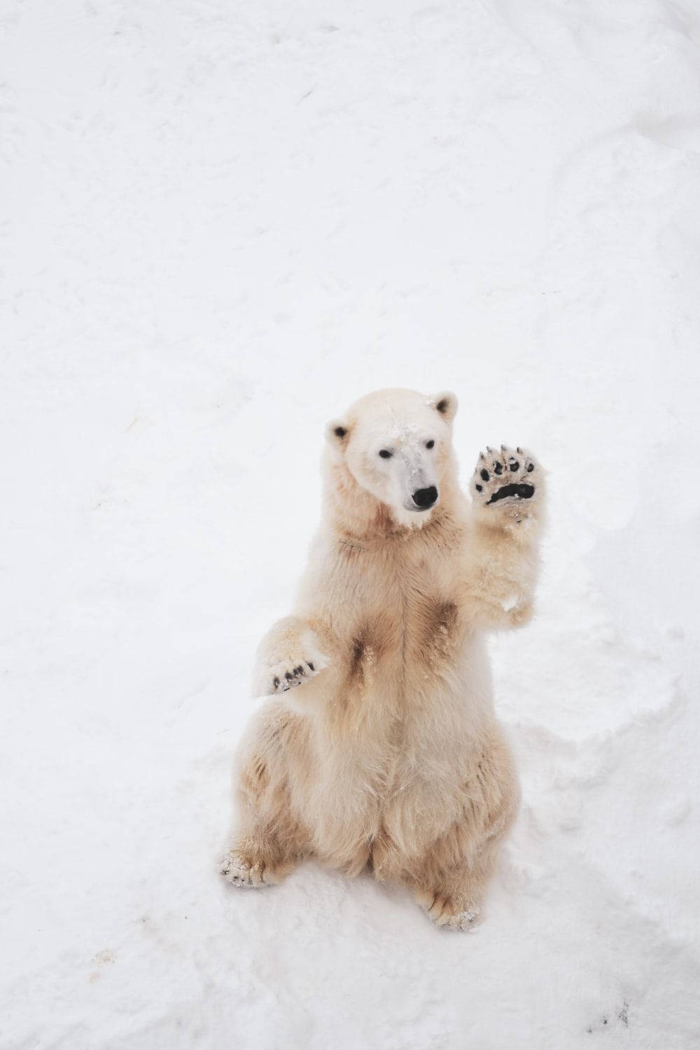 Polar Bear Waving Background