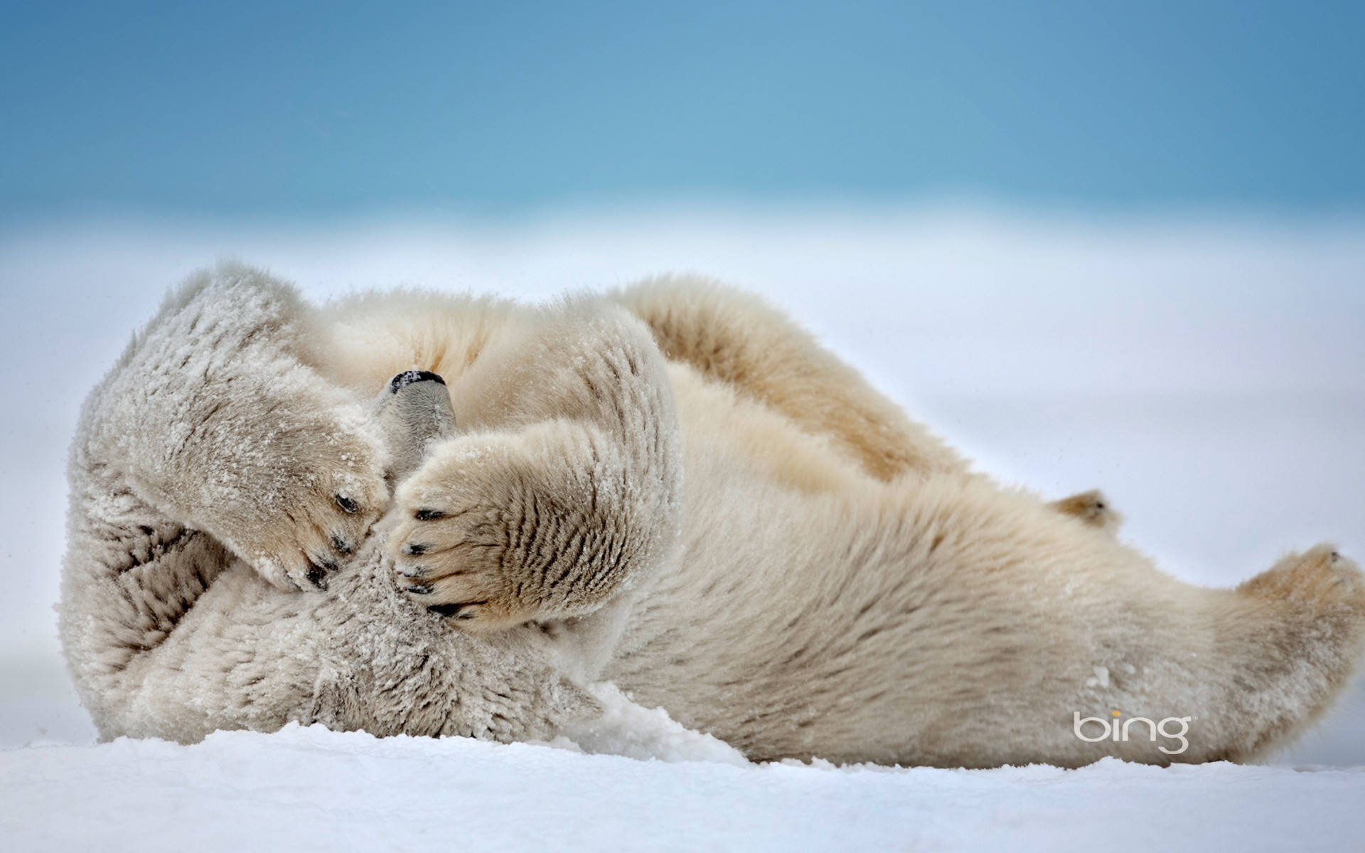 Polar Bear Winter Desktop Background