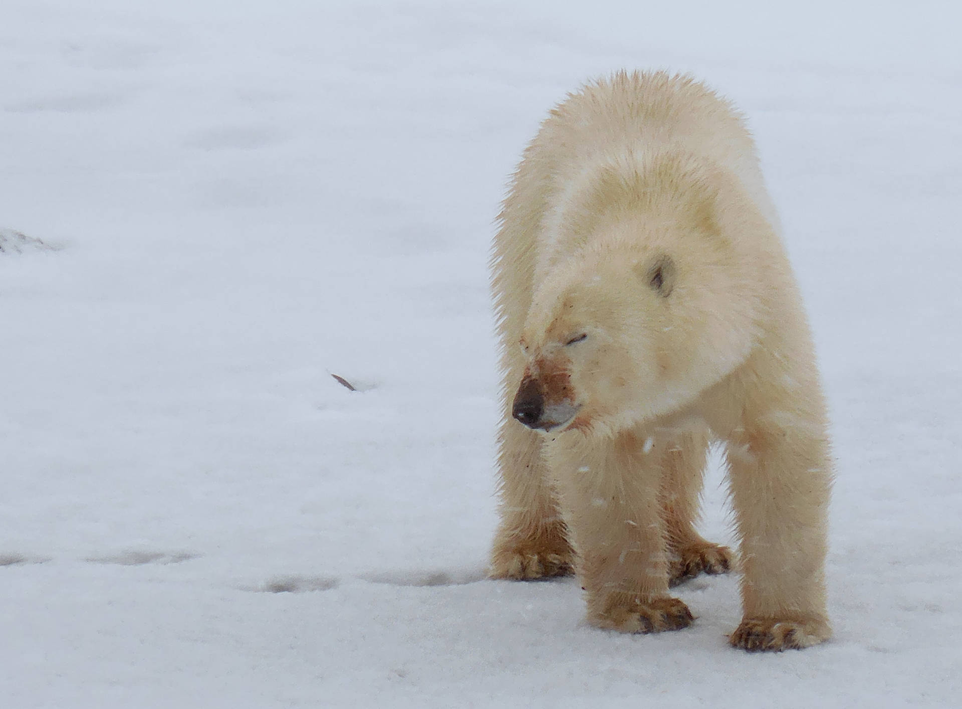 Polar Bear With Closed Eyes Background