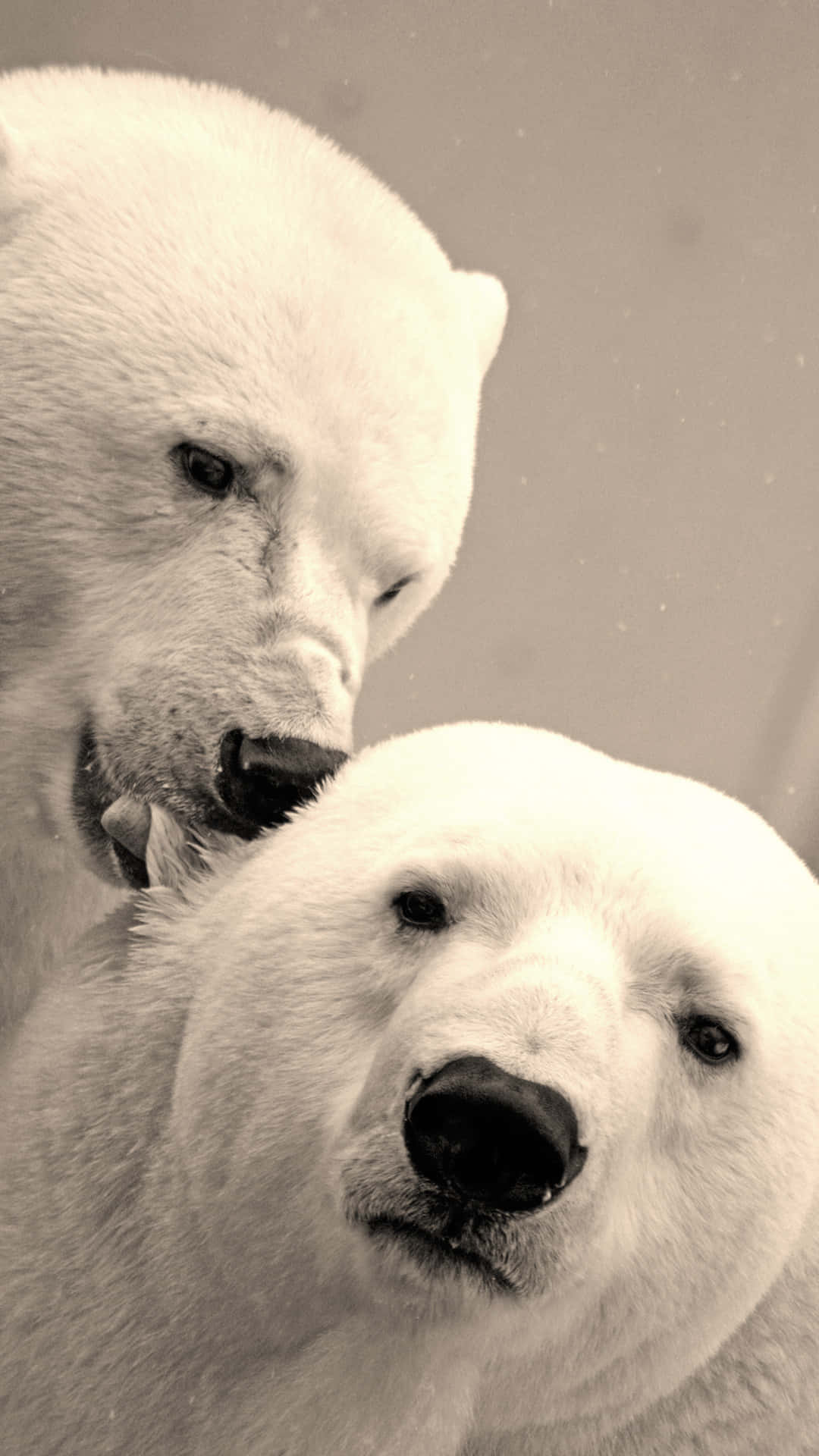Polar_ Bears_ Closeup_ Portrait Background