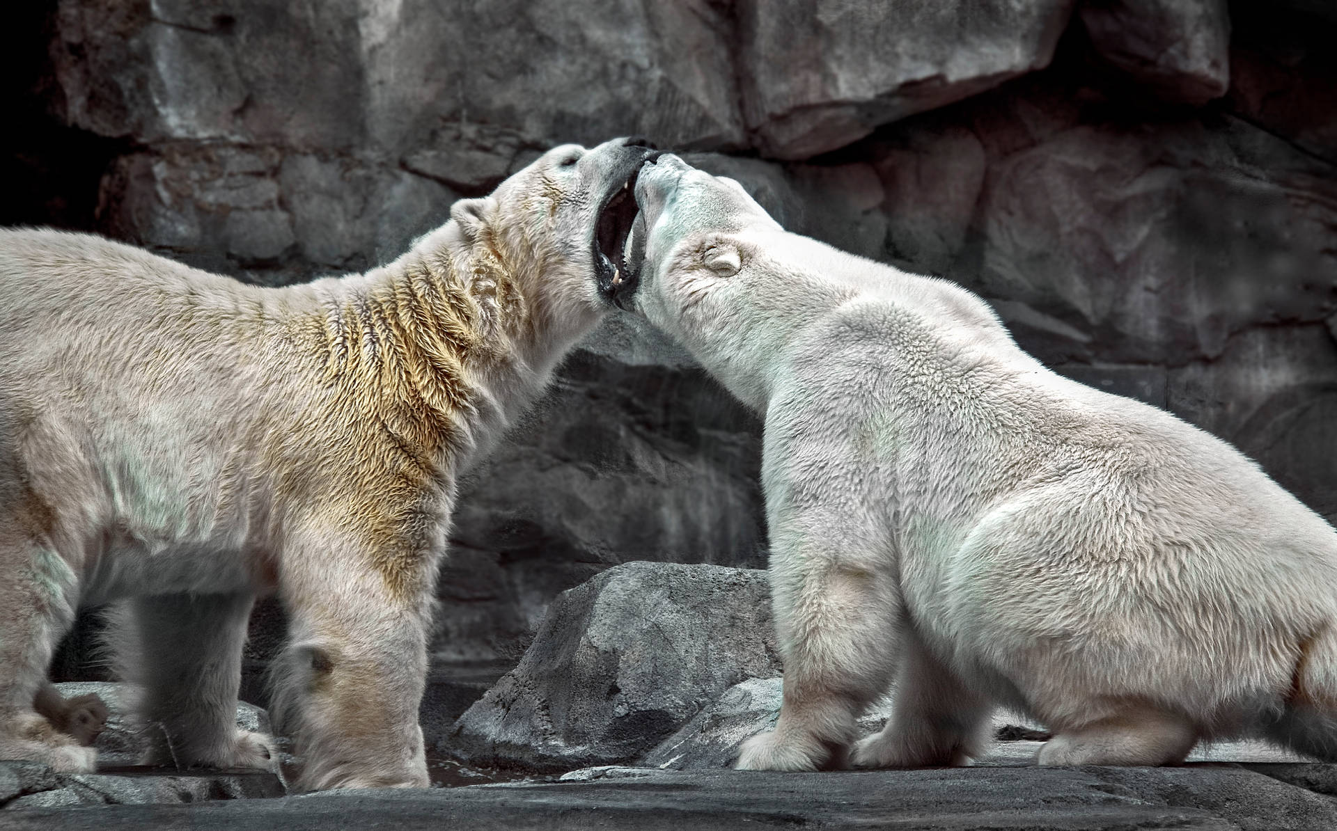 Polar Bears Fighting Background