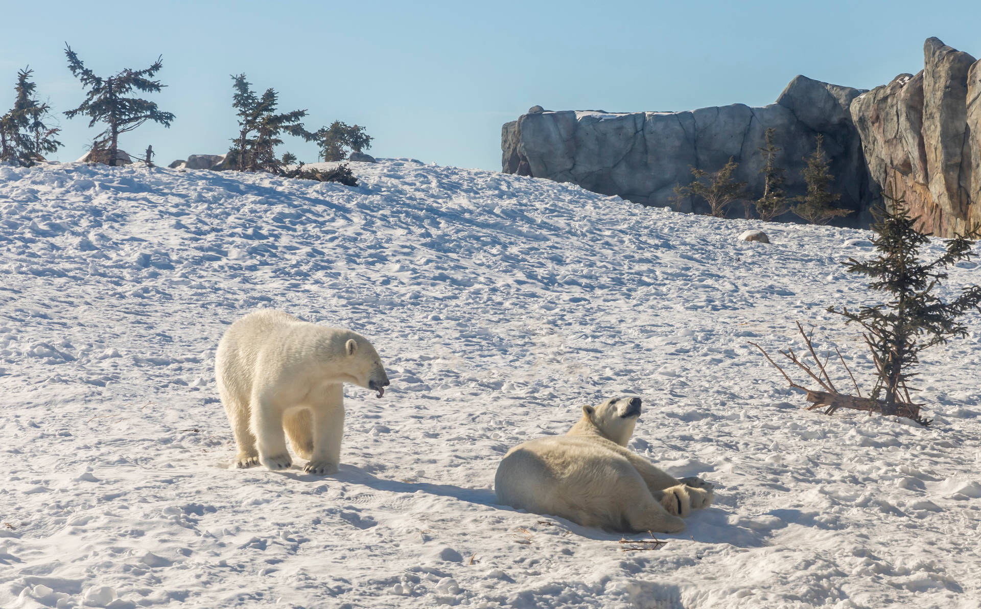 Polar Bears Having Fun On Snow Background