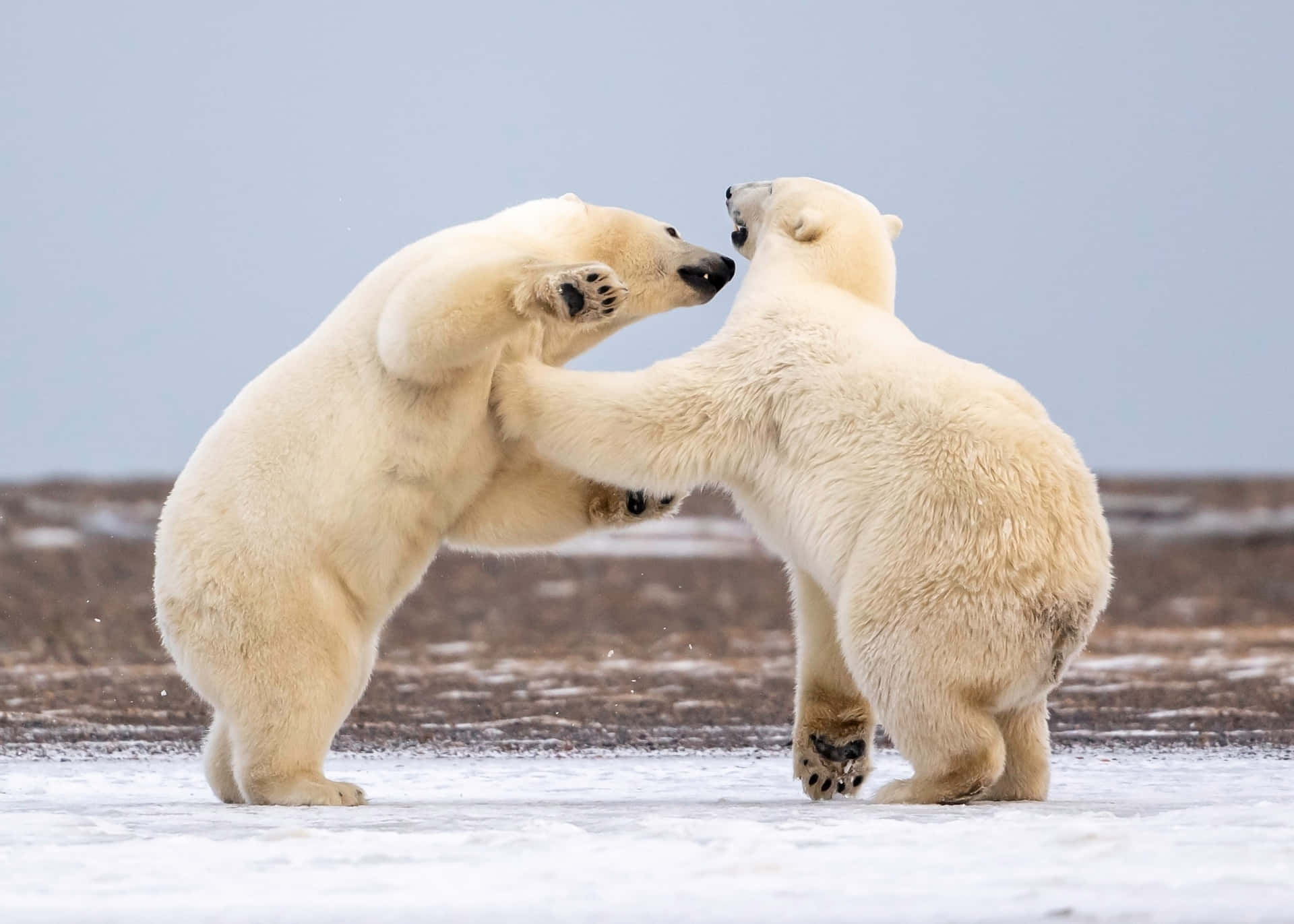 Polar_ Bears_ Sparring_on_ Ice.jpg Background