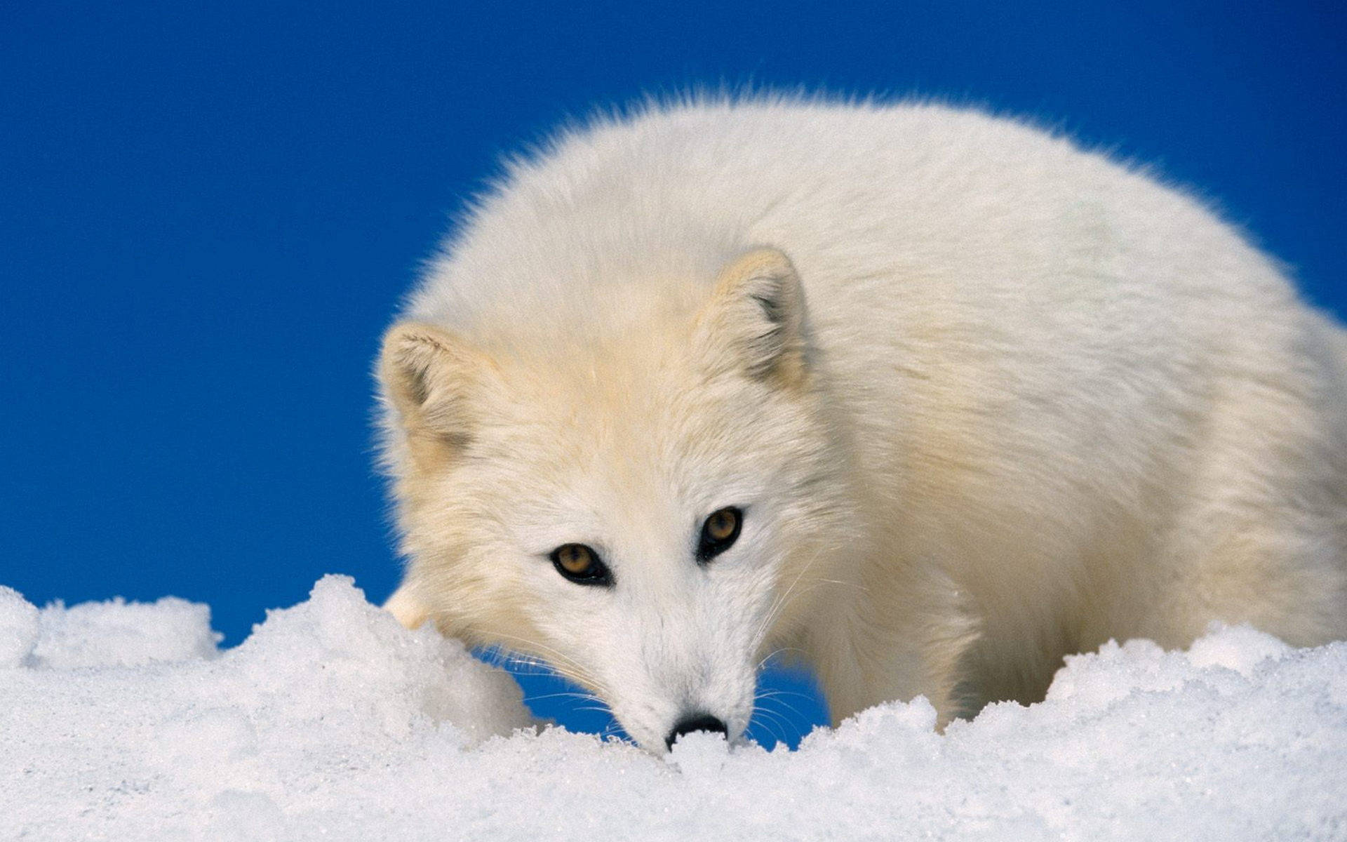 Polar Mammal Arctic Fox Background
