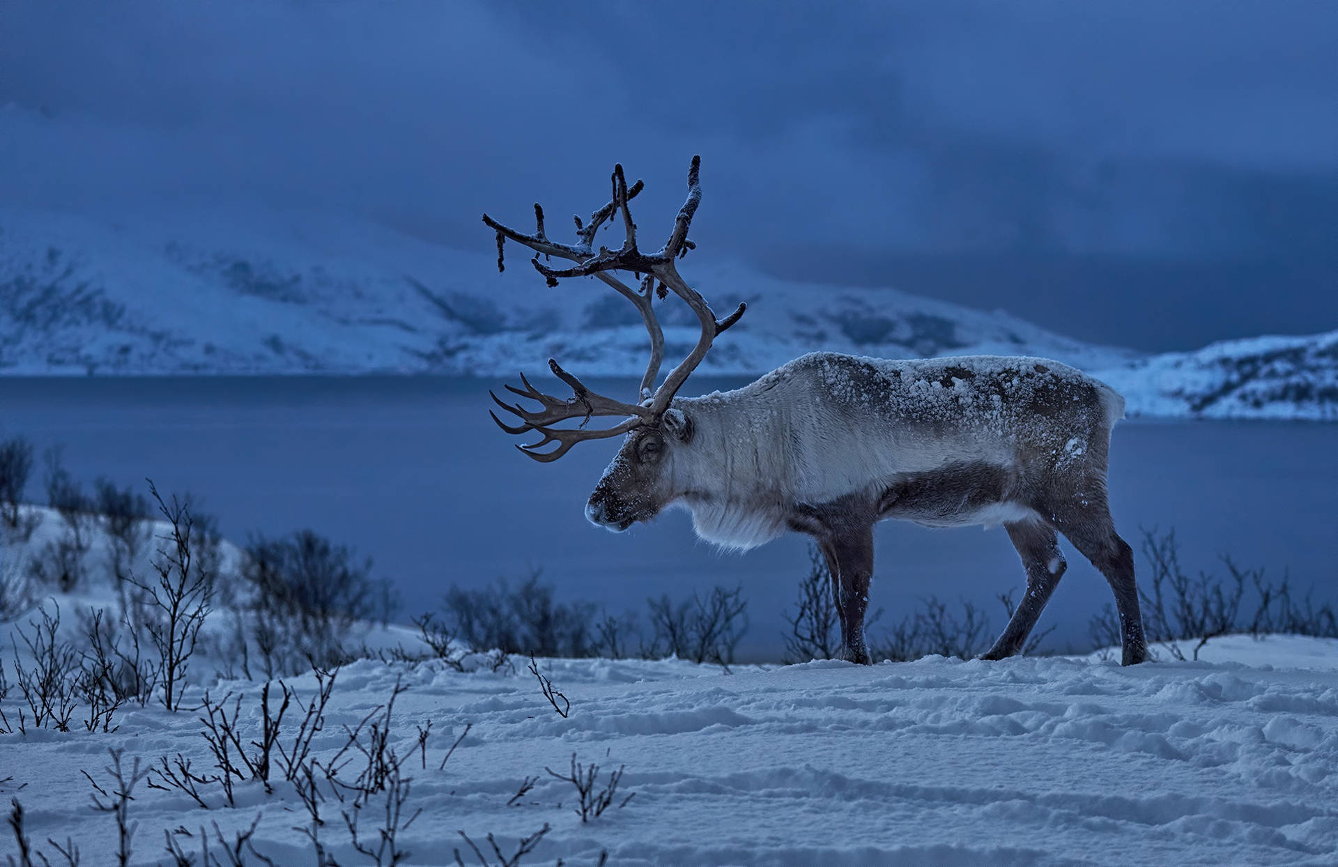 Polar Reindeer Animal Background