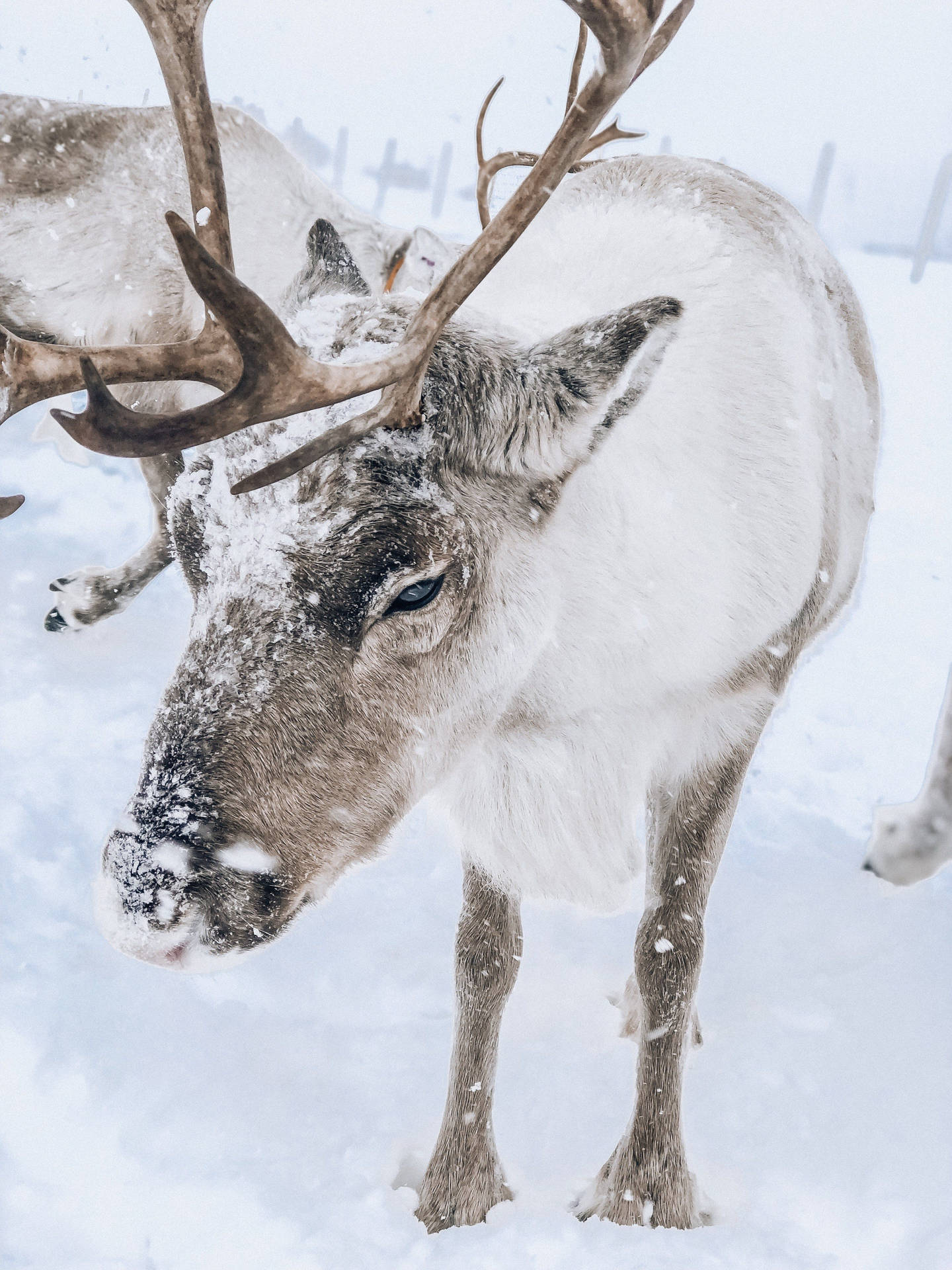 Polar Reindeer Closeup Background