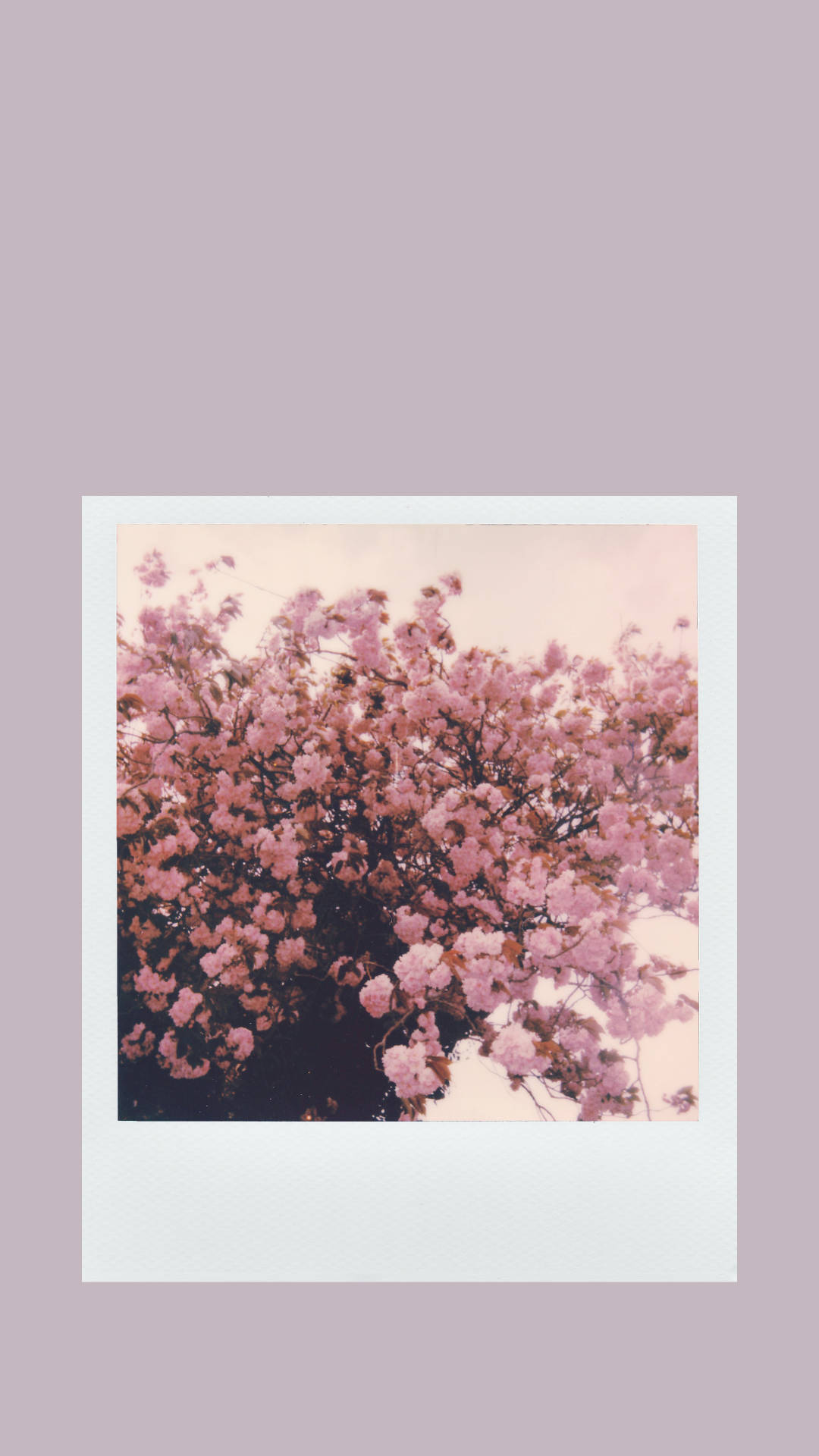 Polaroid Flower Photo Against Beige Aesthetic Phone