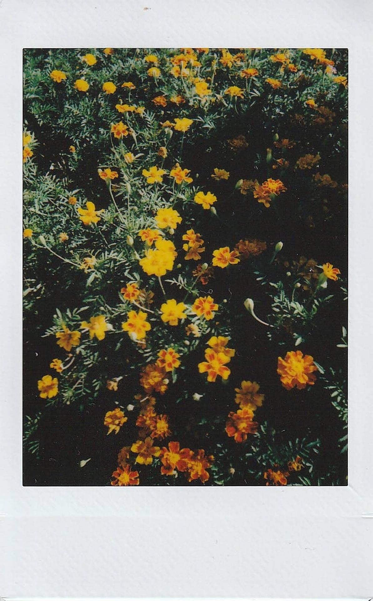 Polaroid Flowers Field Background