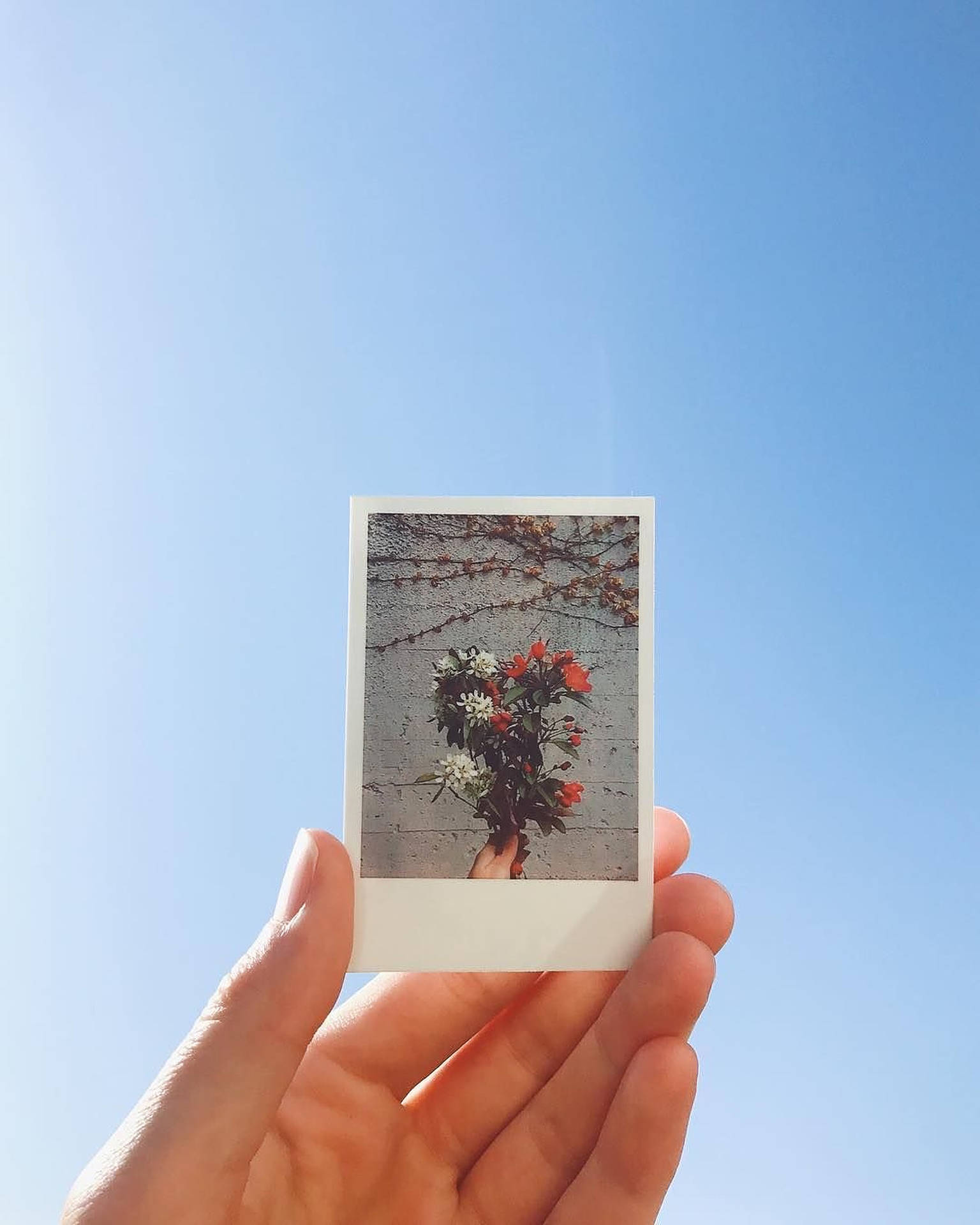 Polaroid Of Red And White Flowers Background
