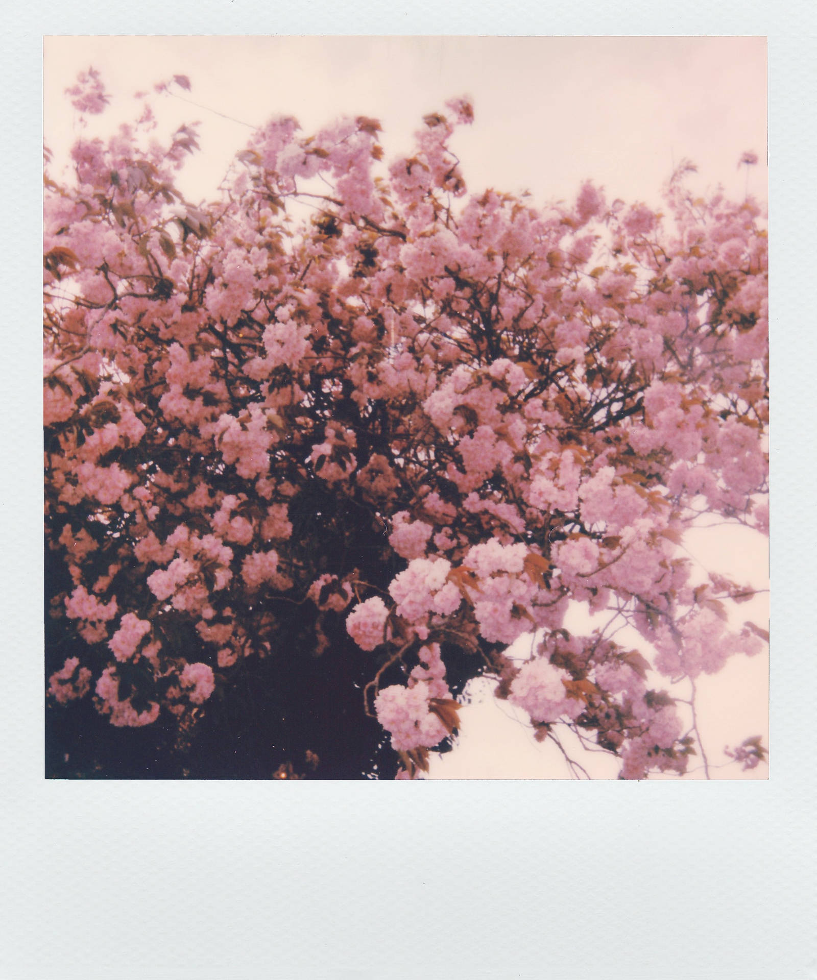 Polaroid Photo Of Pink Flowers Aesthetic Background