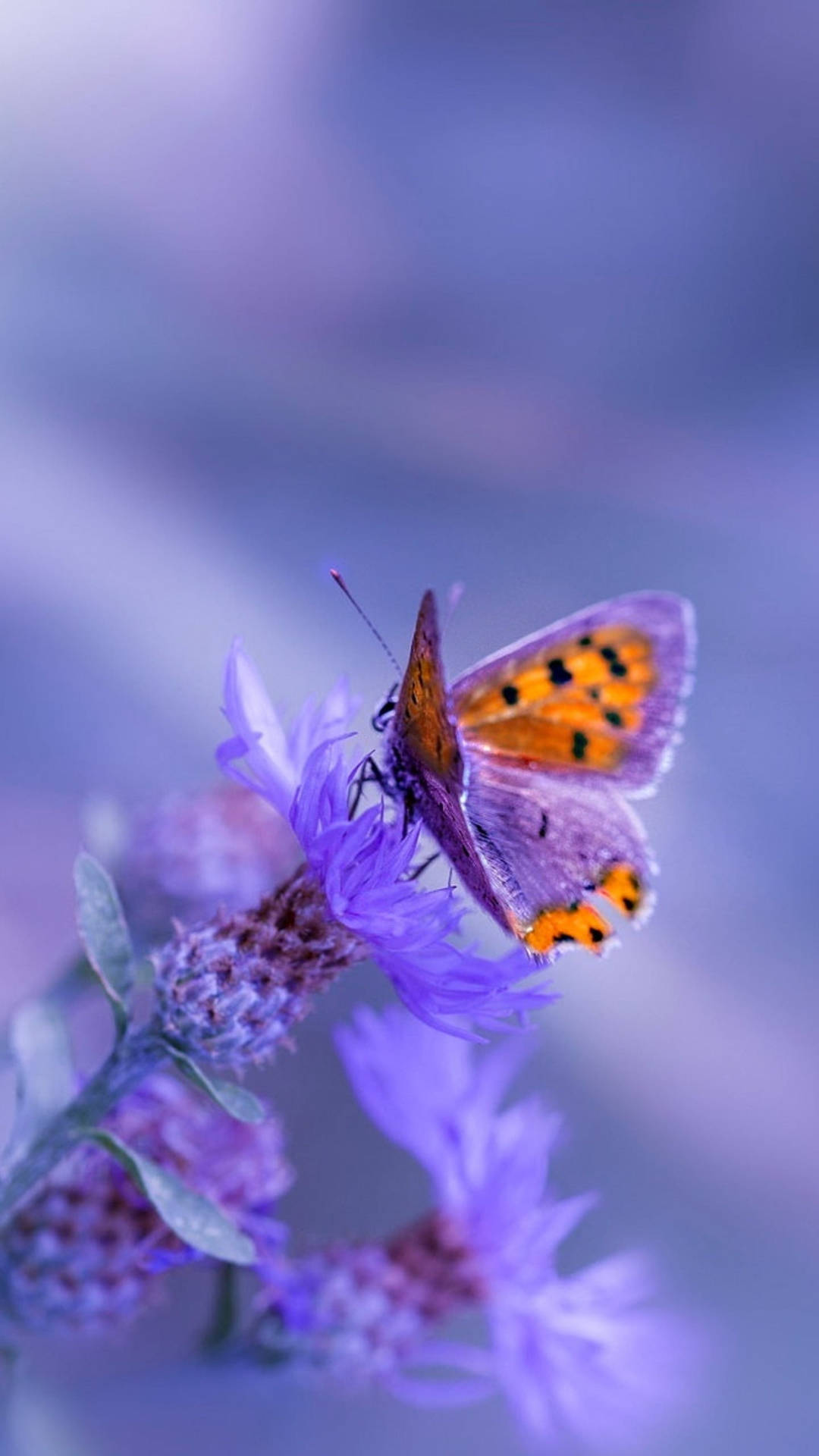 Polka Dot Purple Butterfly Phone Background Background