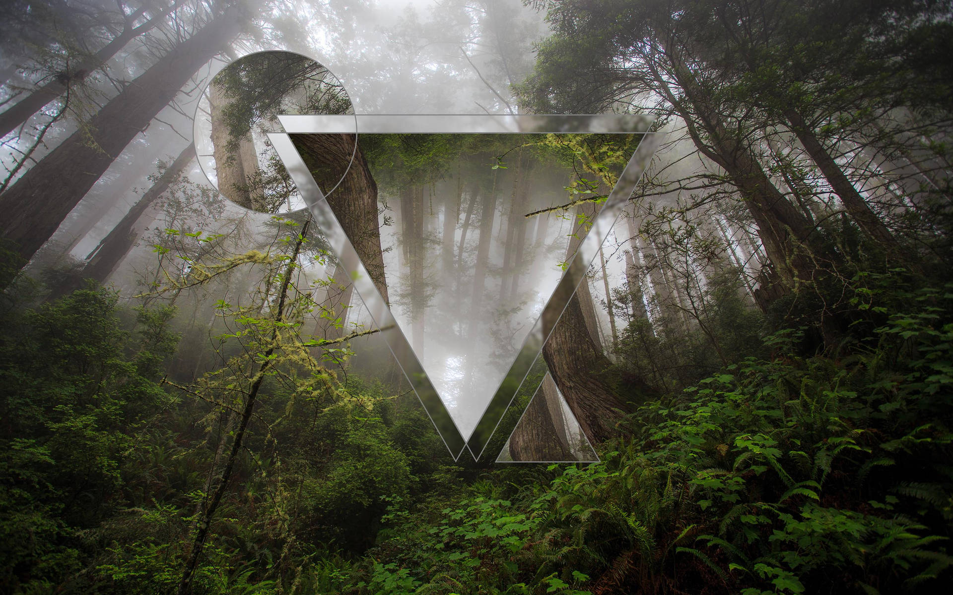 Polyscape Triangle Forest Background Background