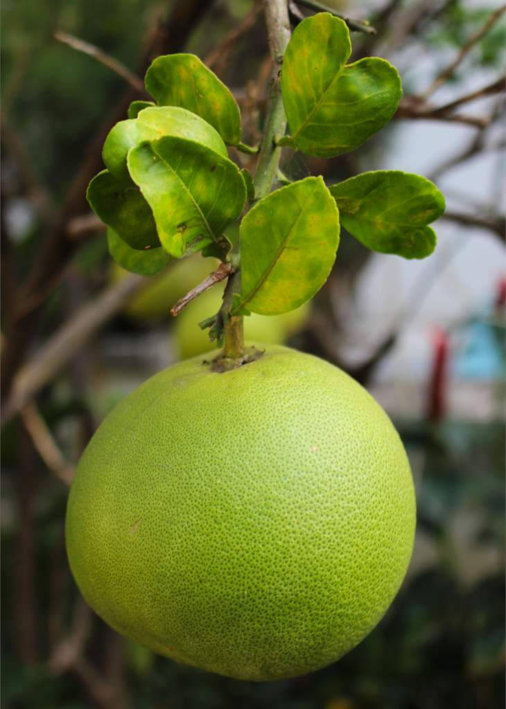 Pomelo Green Fruit Background