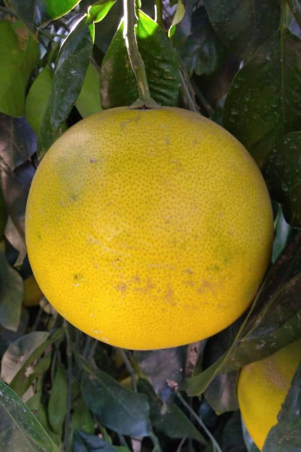 Pomelo Round Yellow Background