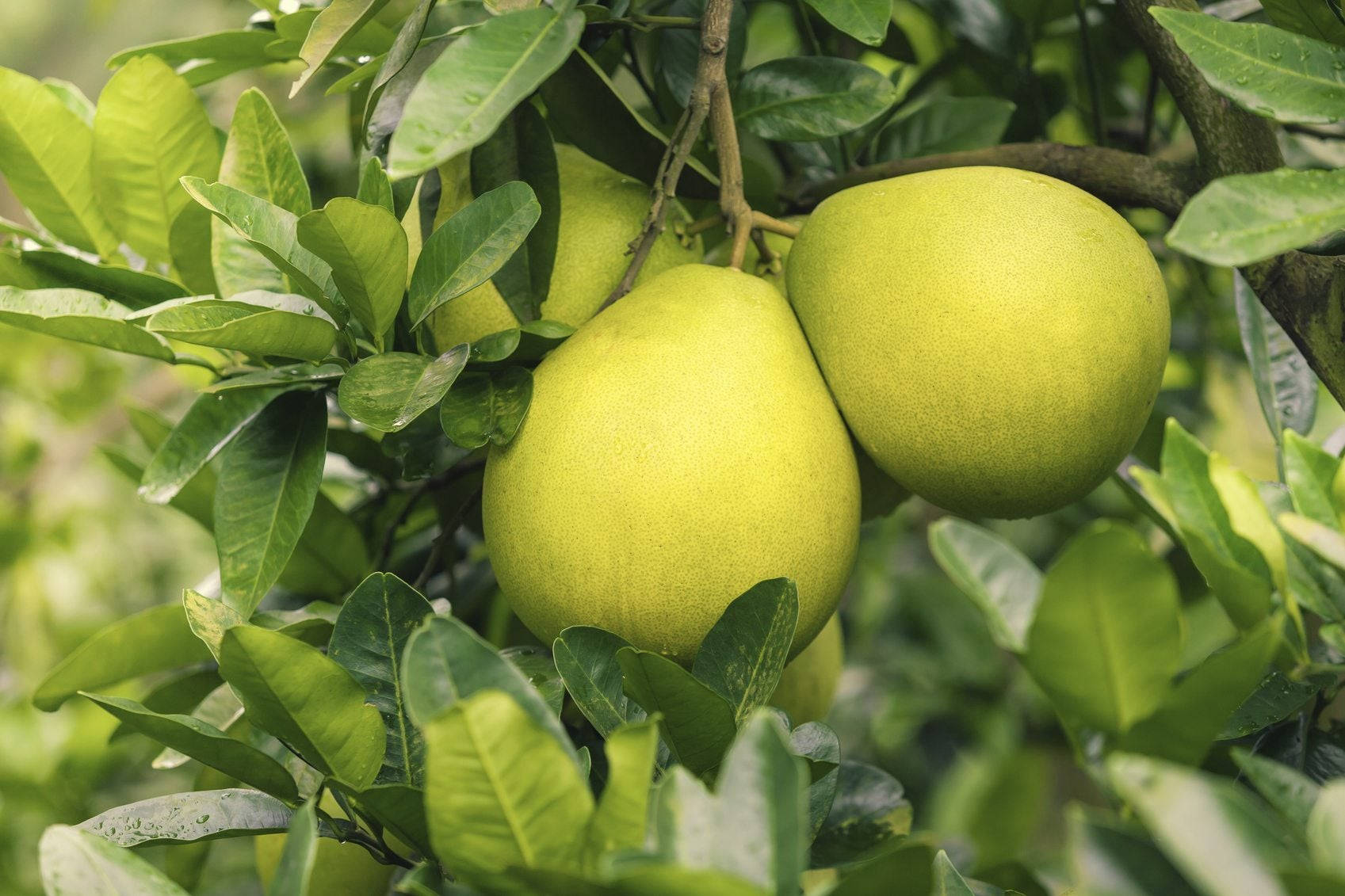 Pomelo Tree Lush Green Background