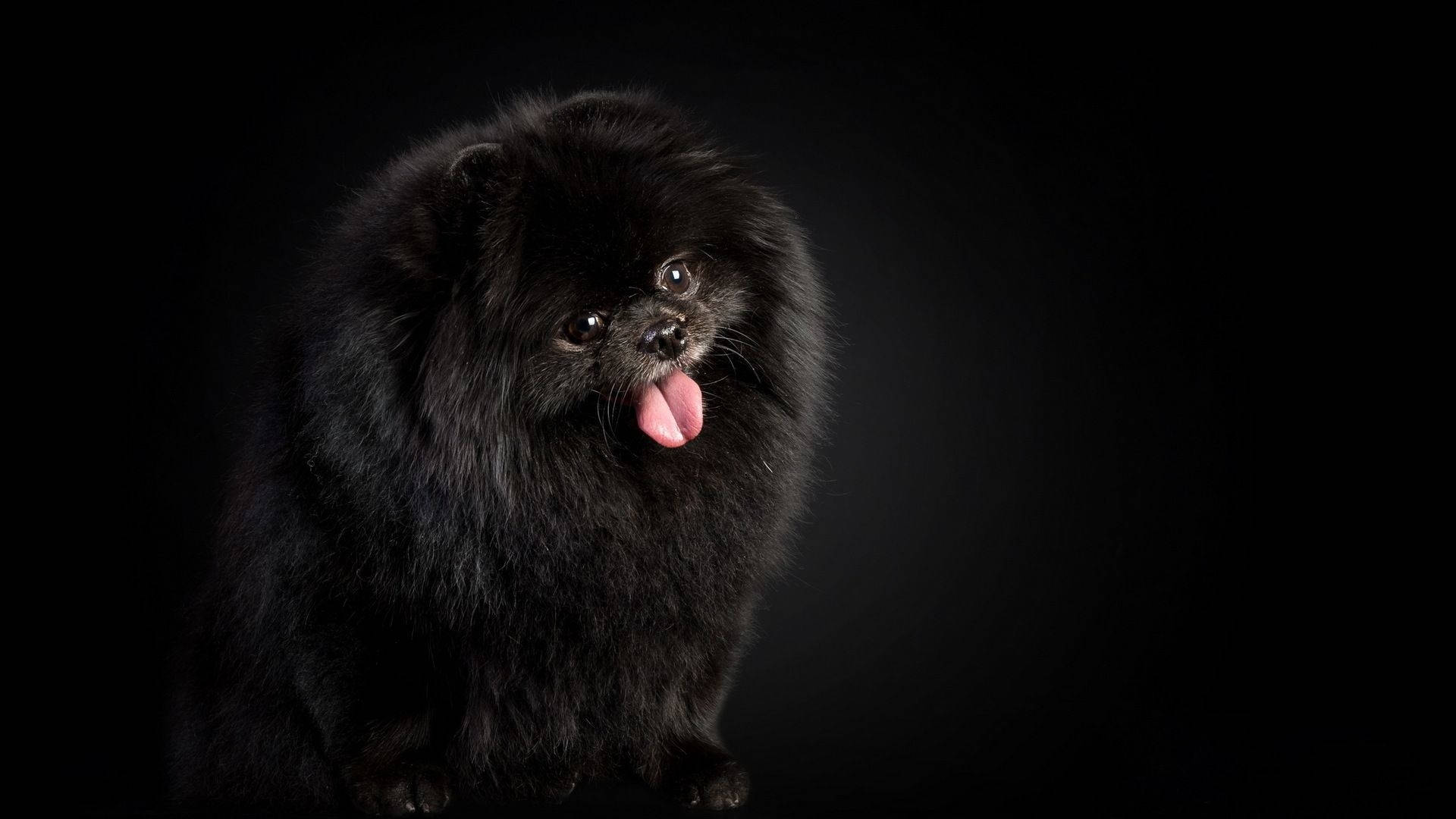 Pomeranian Black And White Dog Background