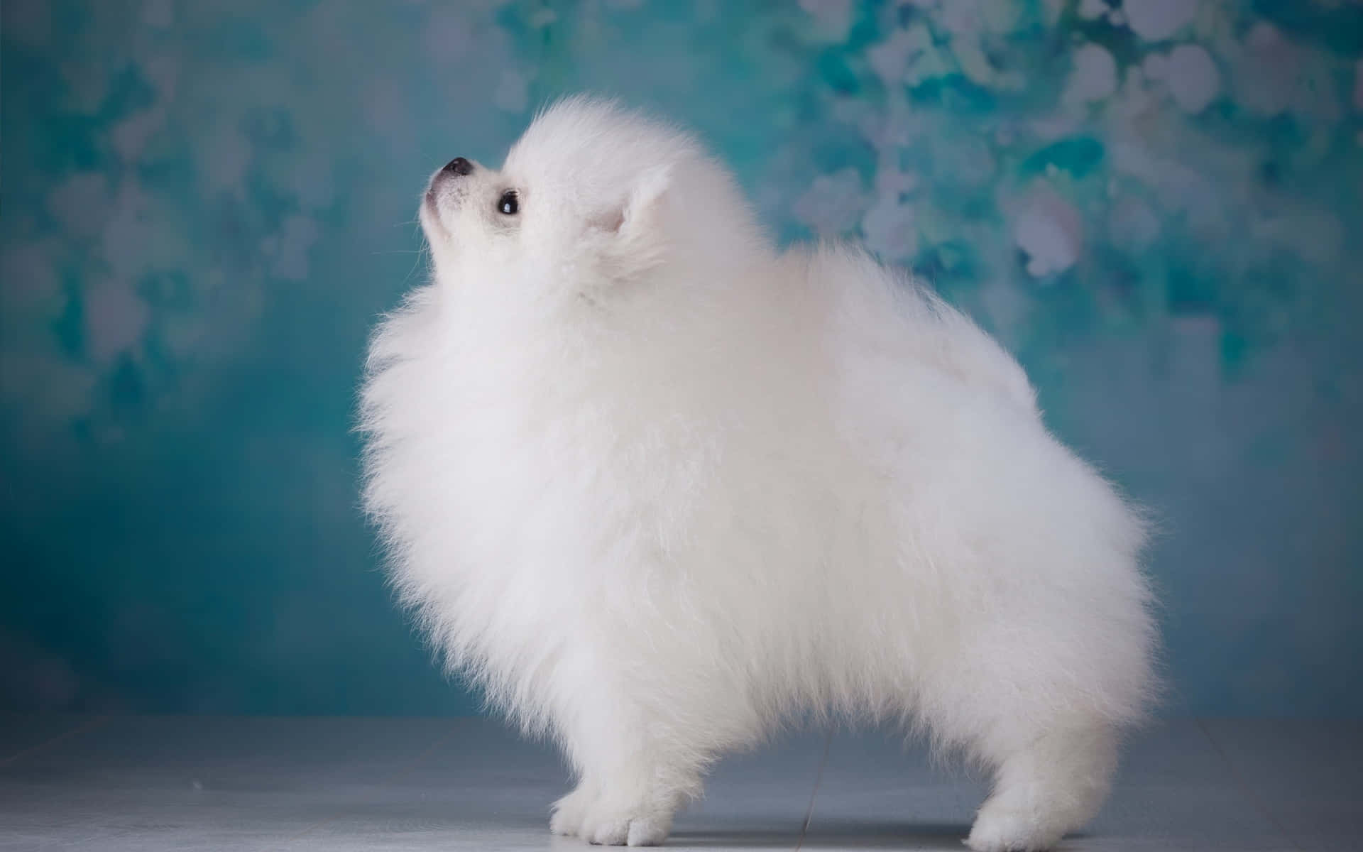 Pomeranian Dog Aesthetic Background