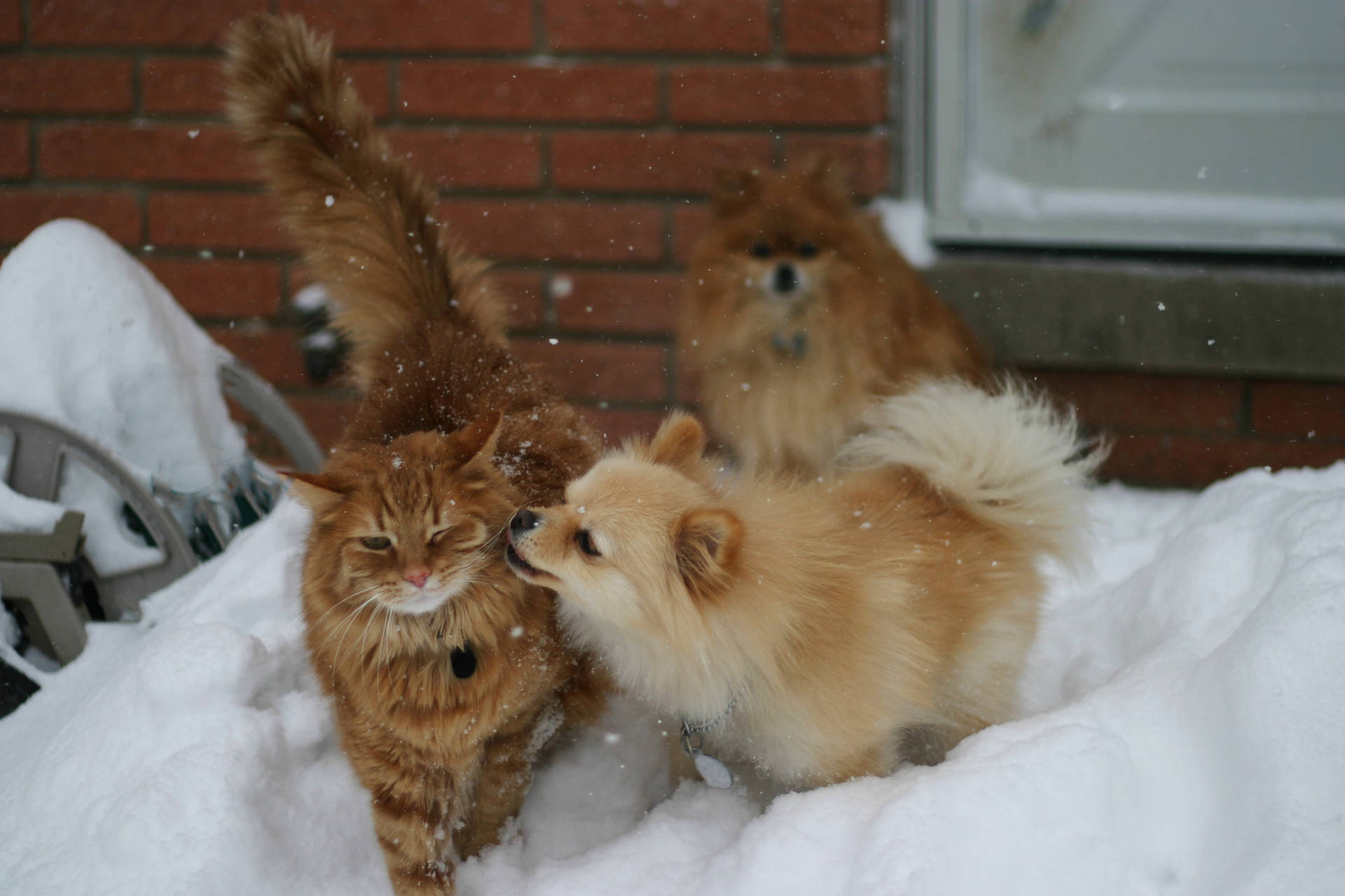 Pomeranian Dogs With Cat Background