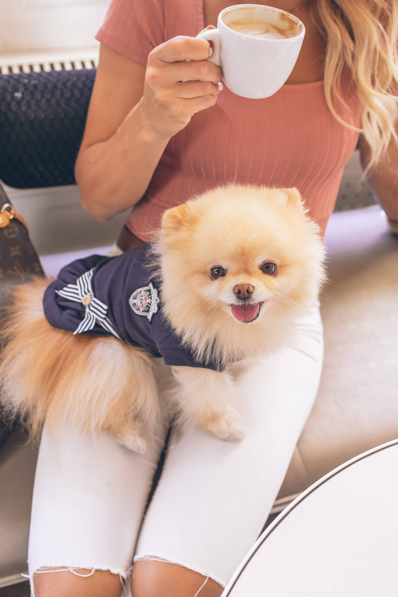 Pomeranian Navy Shirt Lap Dog Background