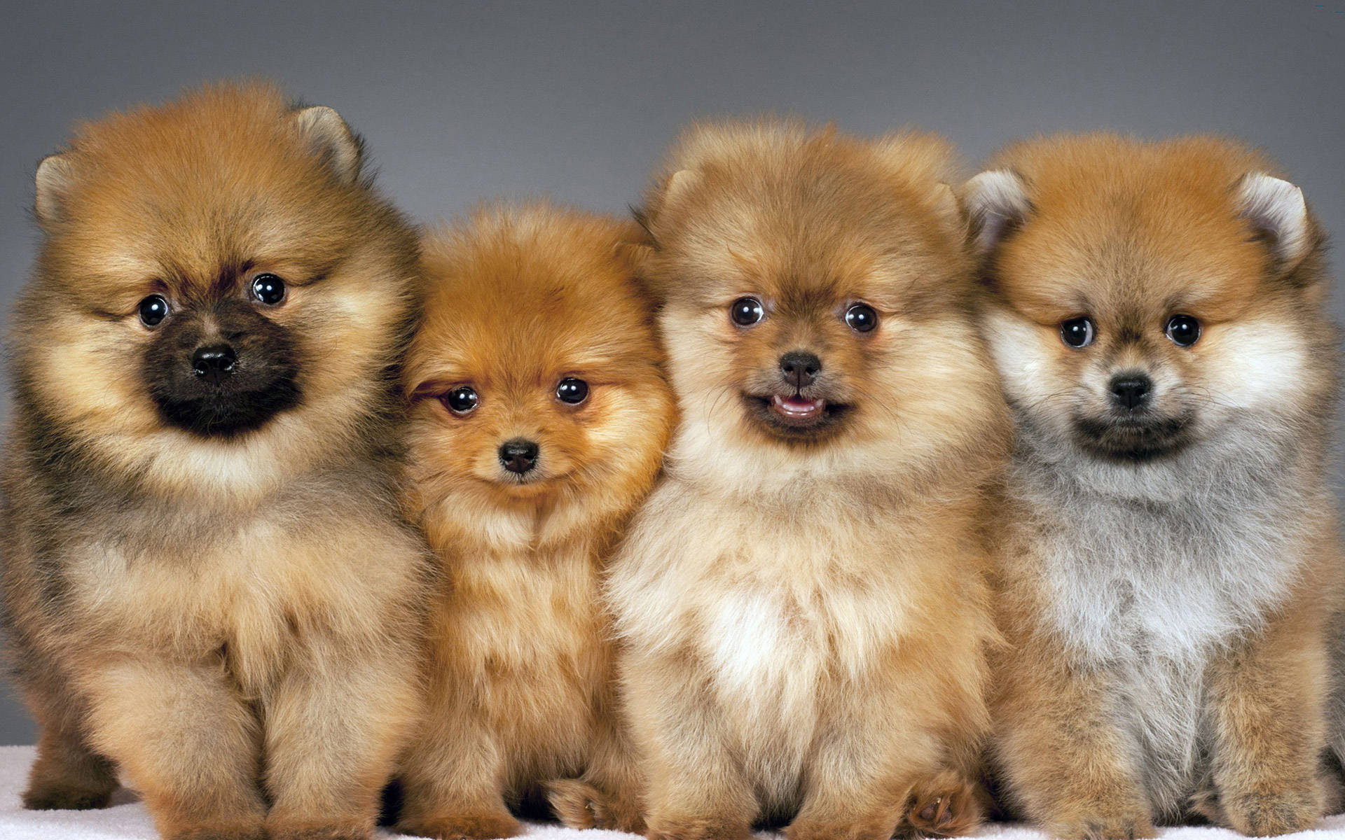 Pomeranian Puppy Dogs Stock Background