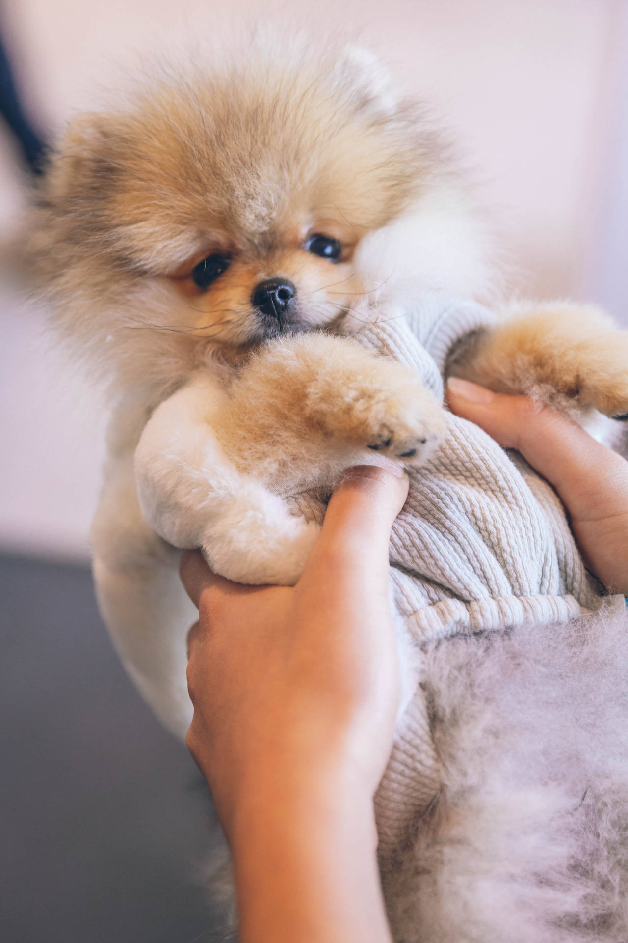 Pomeranian Puppy In A Sweater Background