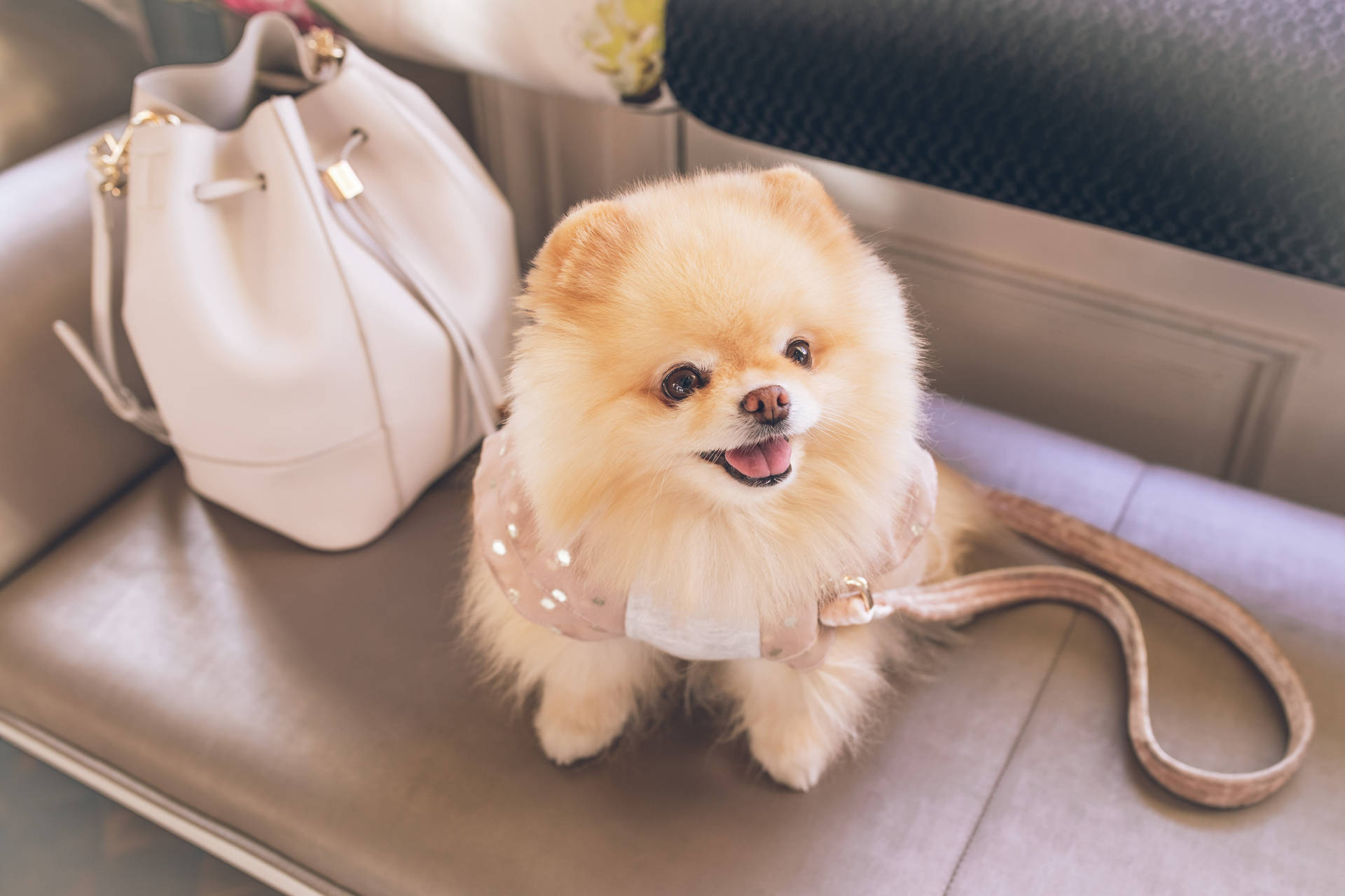 Pomeranian Puppy With Tote Bag
