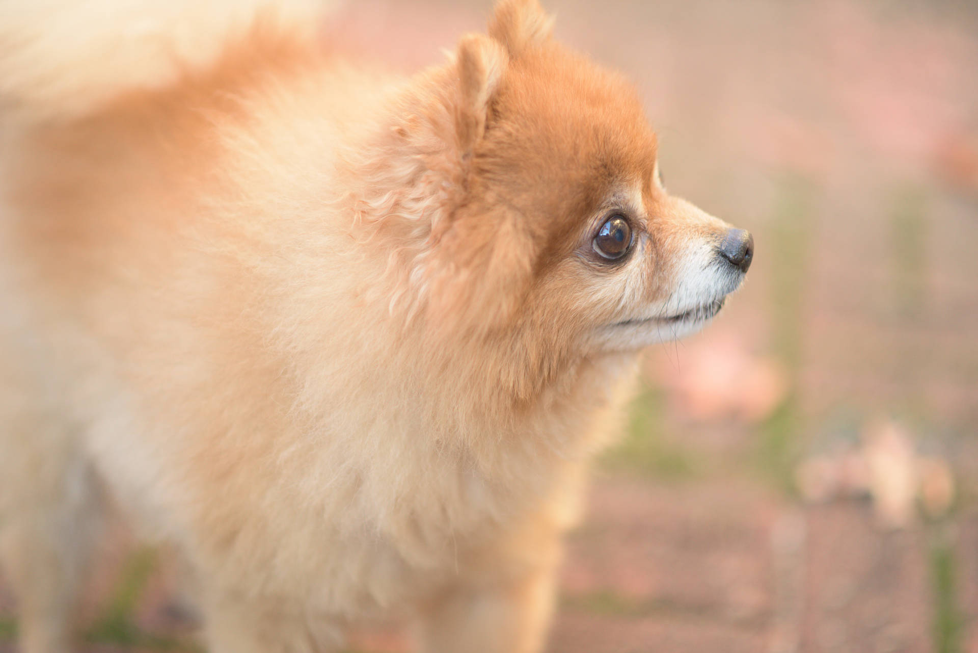 Pomeranian Spitz Toy Dog Background