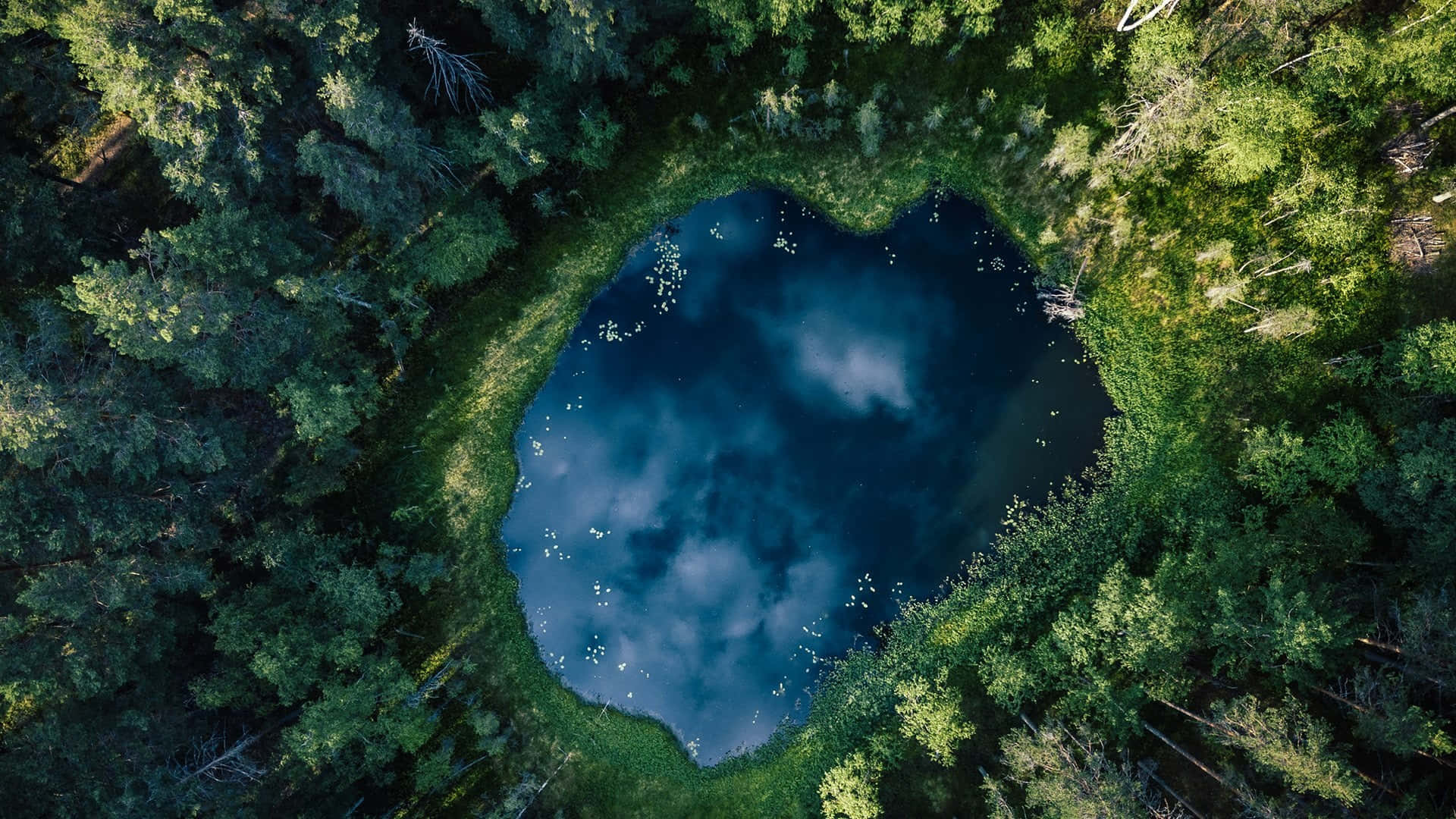 Pond At The Center Of The Woods Background