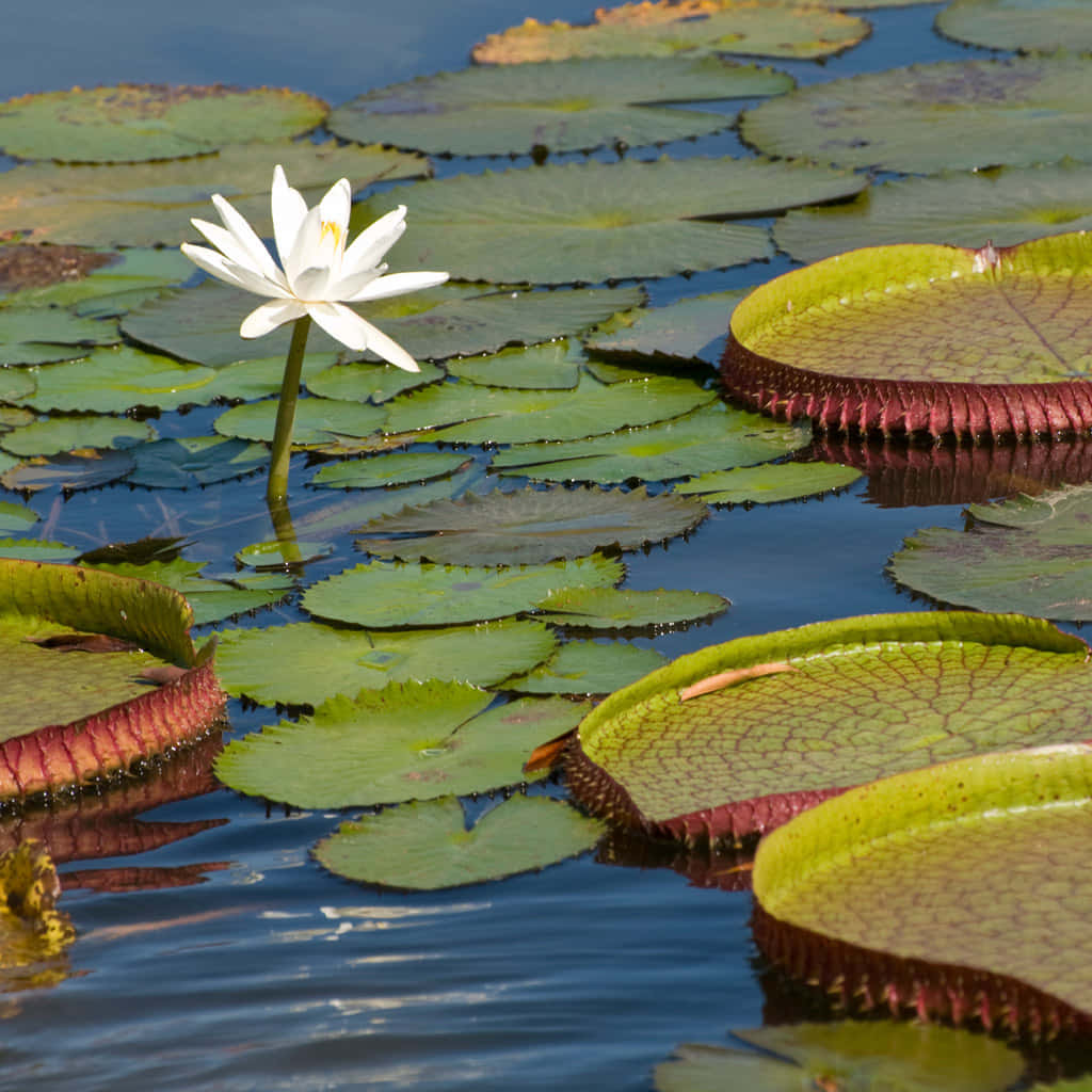 Pond Dominated By Lilies Background