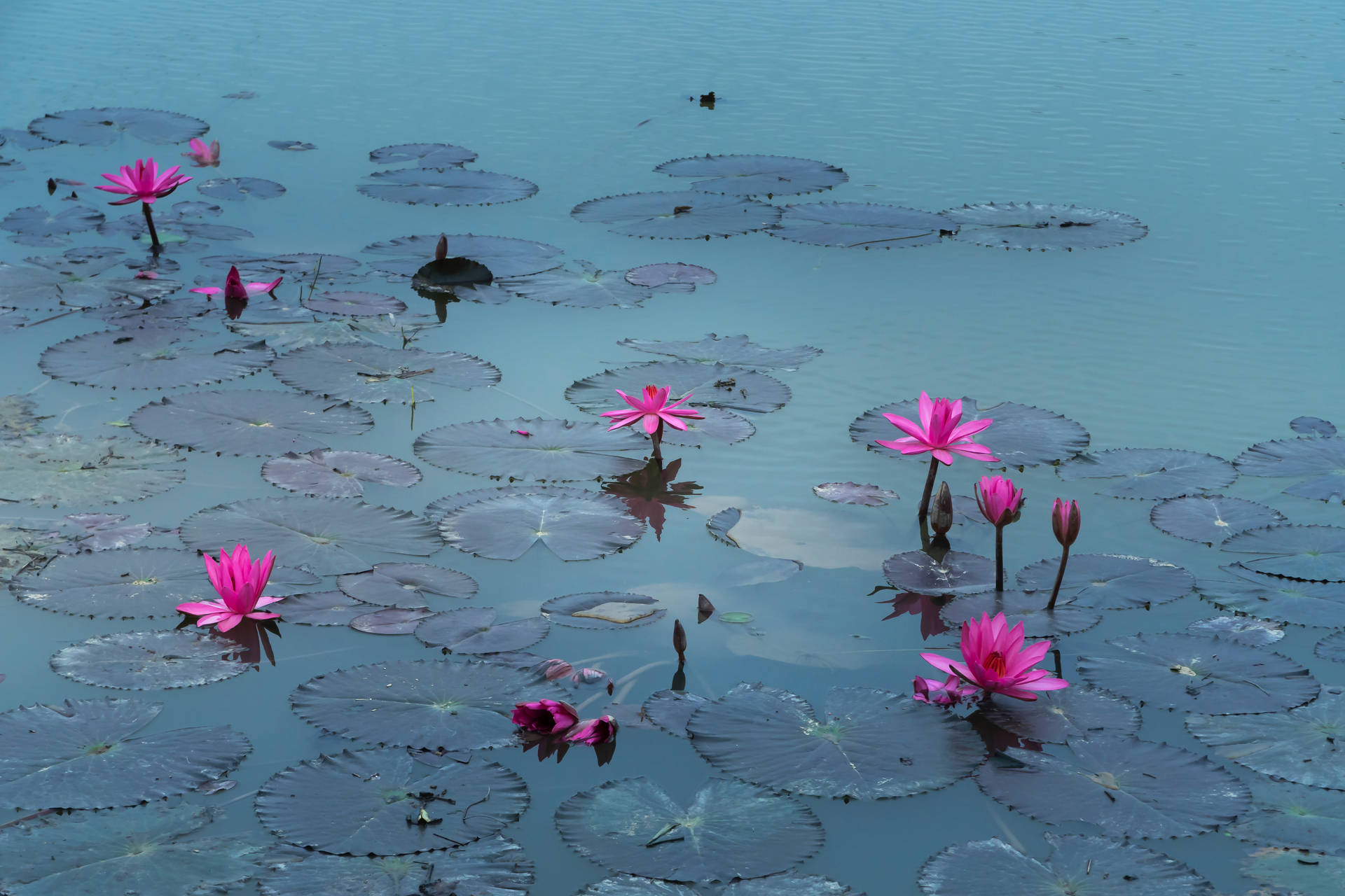Pond Of Lotus Flowers Background