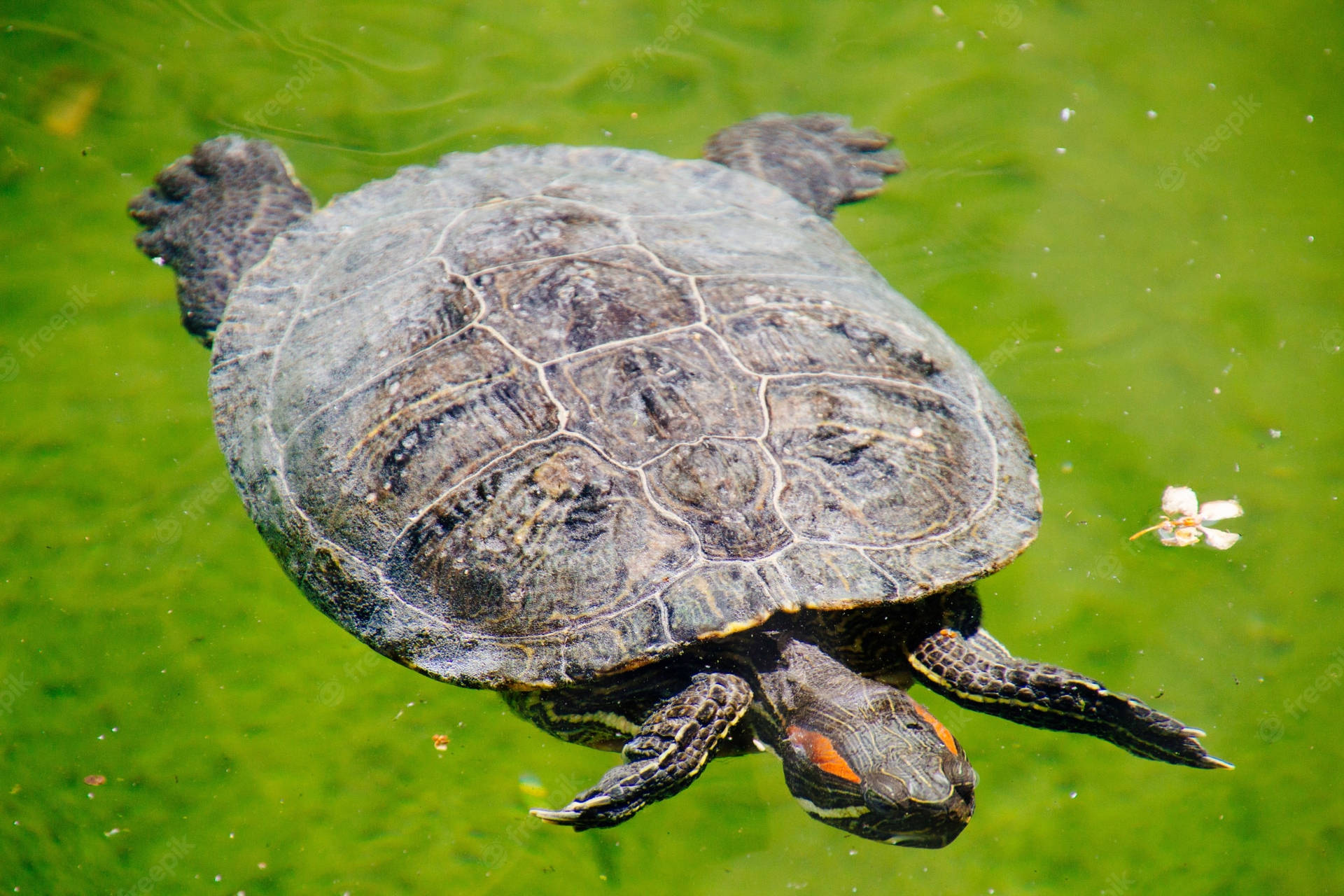 Pond Water Turtle Swimming Photography Background