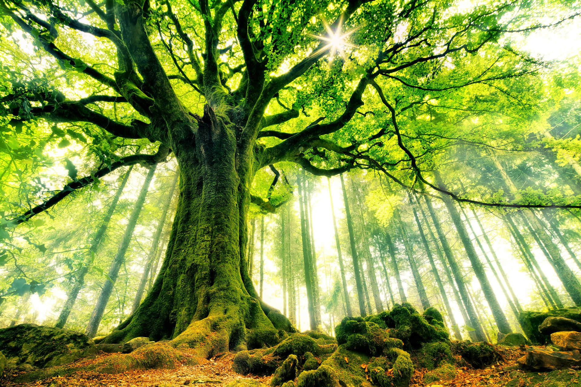 Ponthus’ Beech Tree Bretagne France Background