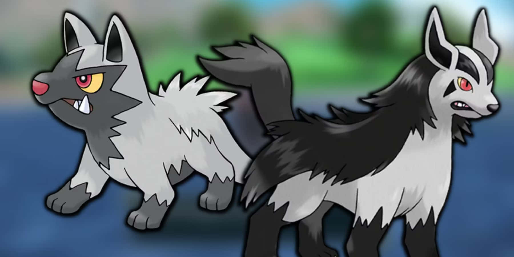 Poochyenaand Mightyena Illustration Background
